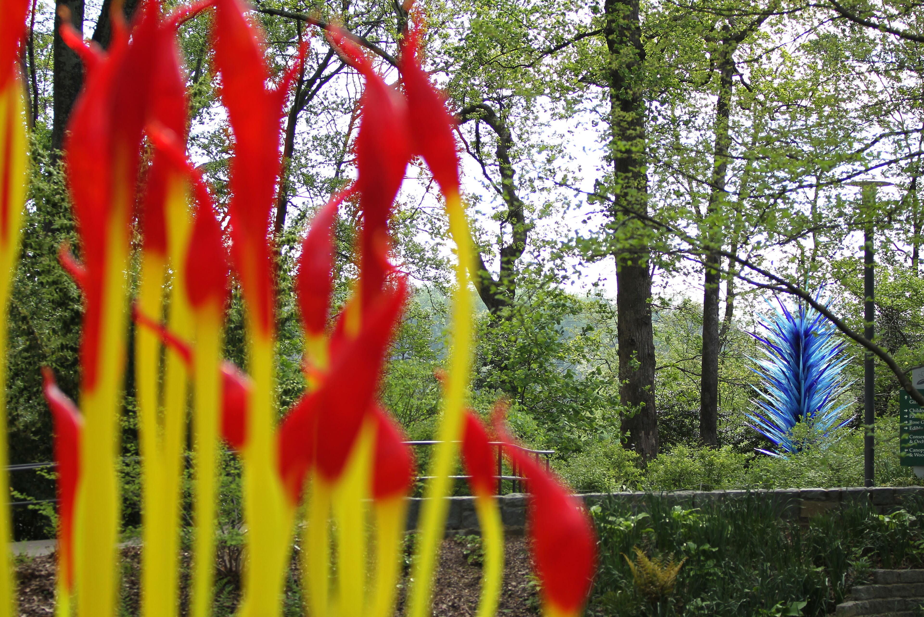 Chihuly's "Fern Dell Paintbrushes" and "Indigo Blue Icicle Tower" sits in the Atlanta Botanical Gardens. The glass art exhibit featuring 20 glass sculpture installations will open on April 30. TAYLOR CARPENTER / TAYLOR.CARPENTER@AJC.COM