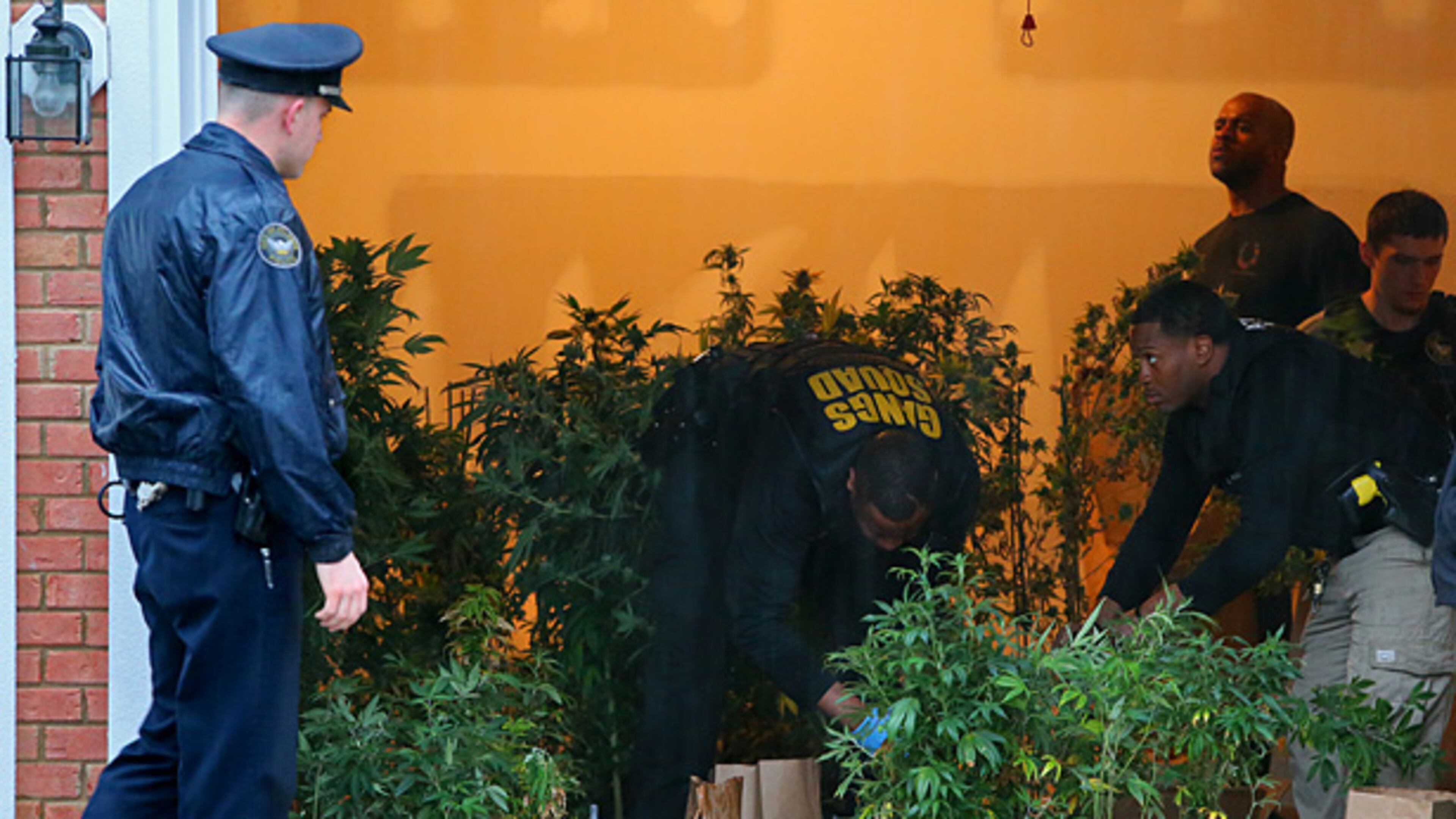 Atlanta police remove more than 250 marijuana plants valued at over a half million dollars after busting a grow operation at a home in the Glen subdivision on Monday, March 11, 2013, in Atlanta.