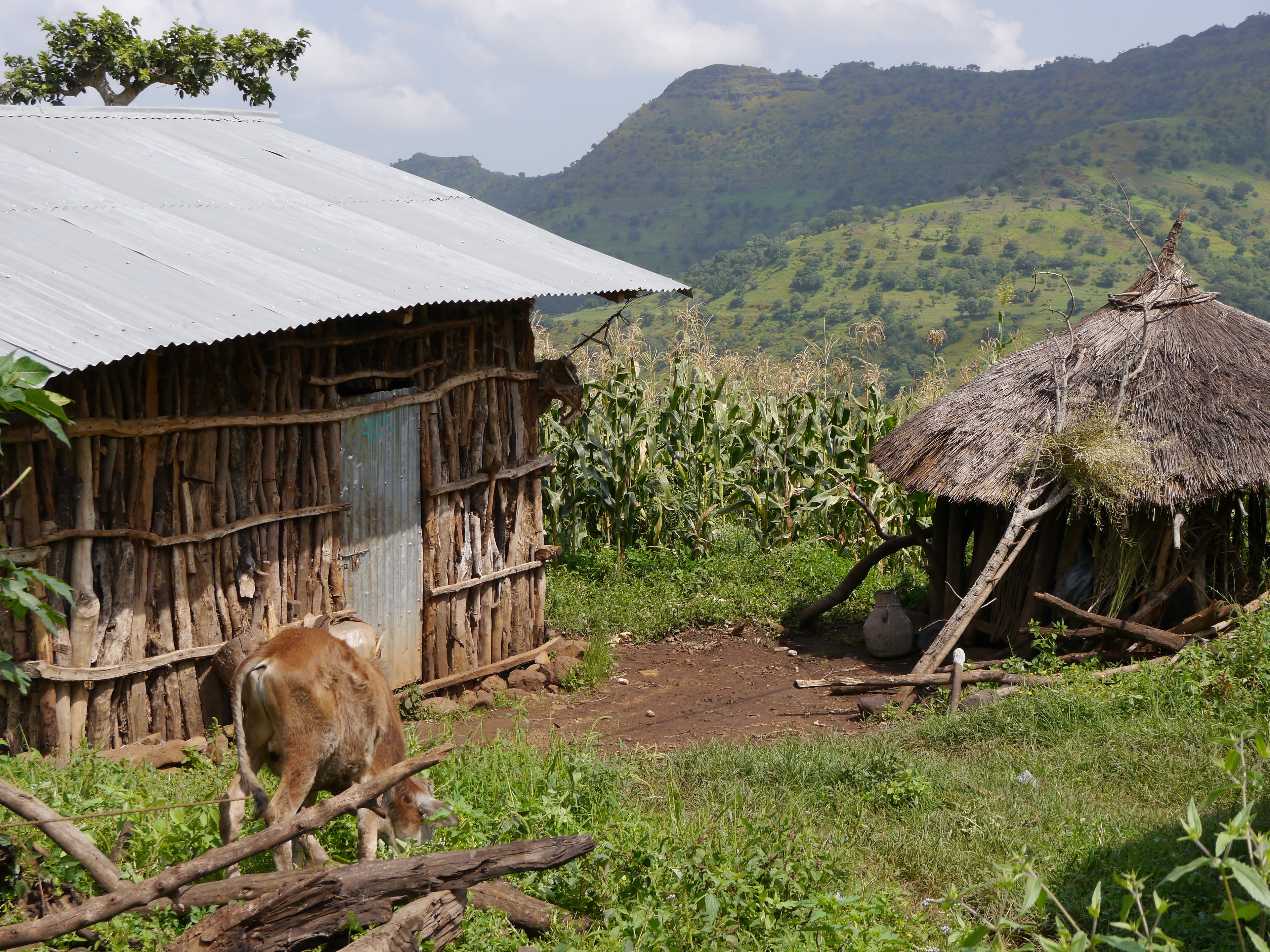 Though it has progressed far beyond the country it was in the 1980s, when thousands starved to death, Ethiopia is still a poor country with average yearly income at $410, according to the World Bank. Many who live in the countryside still depend on gardens to supplement their diets. Photo by Chris Quinn/cquinn@ajc.com