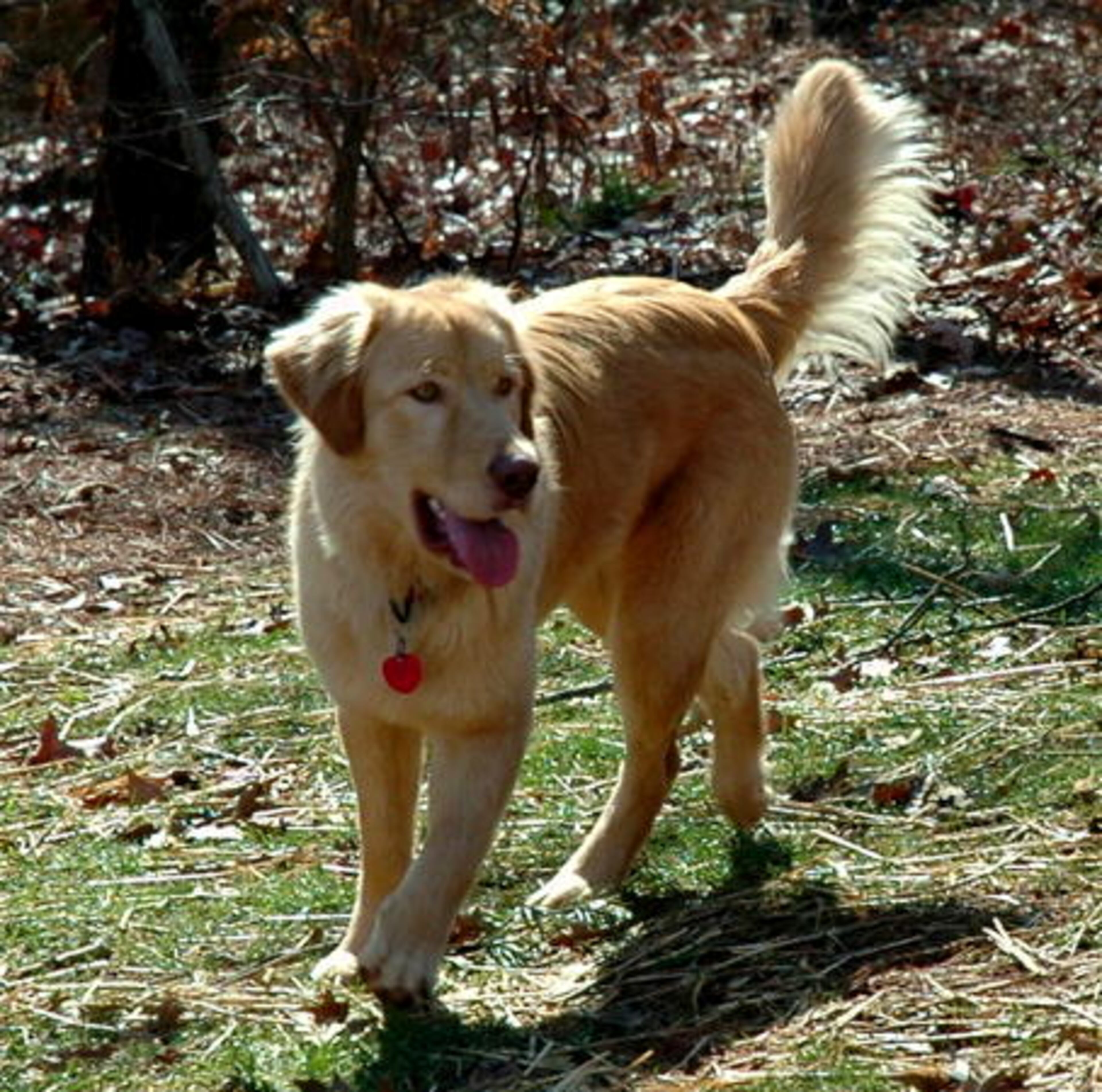 Jake loves looking for trouble!