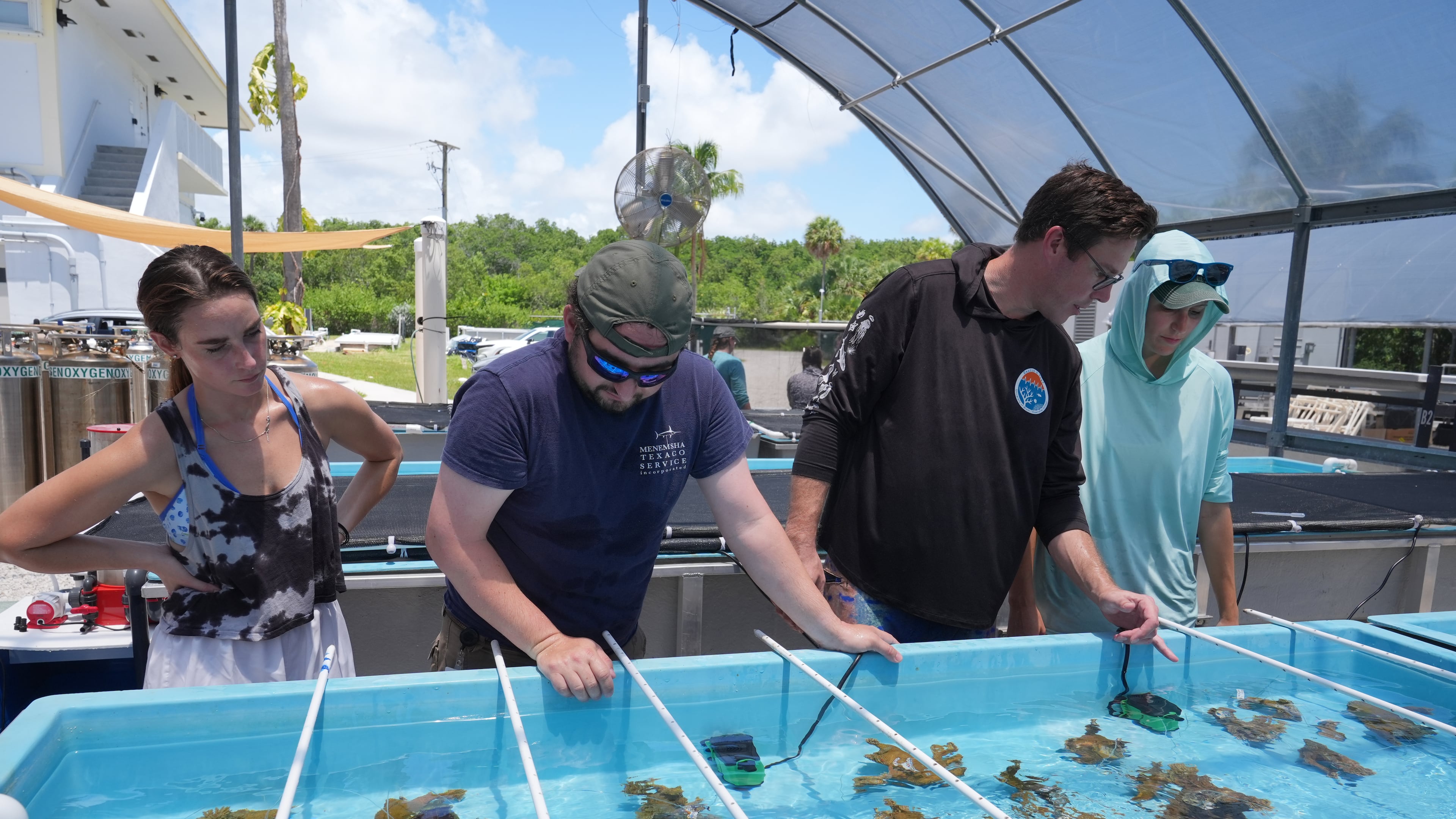 Senior research associate Hesley Dalton, center, reviews the placement of elkhorn coral in a saltwater restoration tank with research assistant Julia Cafiero and interns Jennifer Dranetz and Johnnie Smotrich at the the University of Miami Rosenstiel School of Marine, Atmospheric, and Earth Science, Wednesday, July 22, 2026, in Key Biscayne, Fla. (AP Photo/Marta Lavandier)