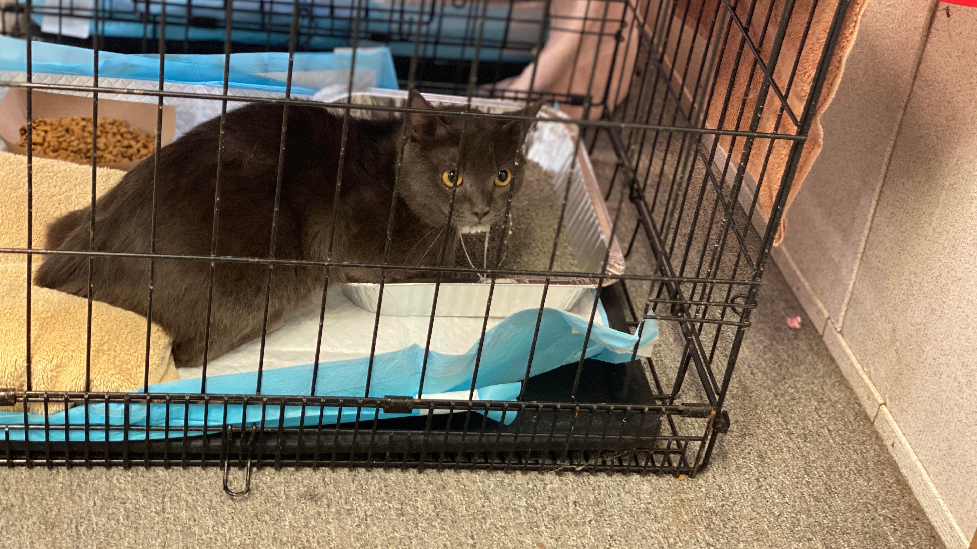 A cat rescued from a Sandy Springs condo. Sandy Springs Police found 59 cats living in unsanitary conditions in a local condo Wednesday. Many were sick and another 15 were discovered dead in the owners' freezer. Courtesy LifeLine Animal Project