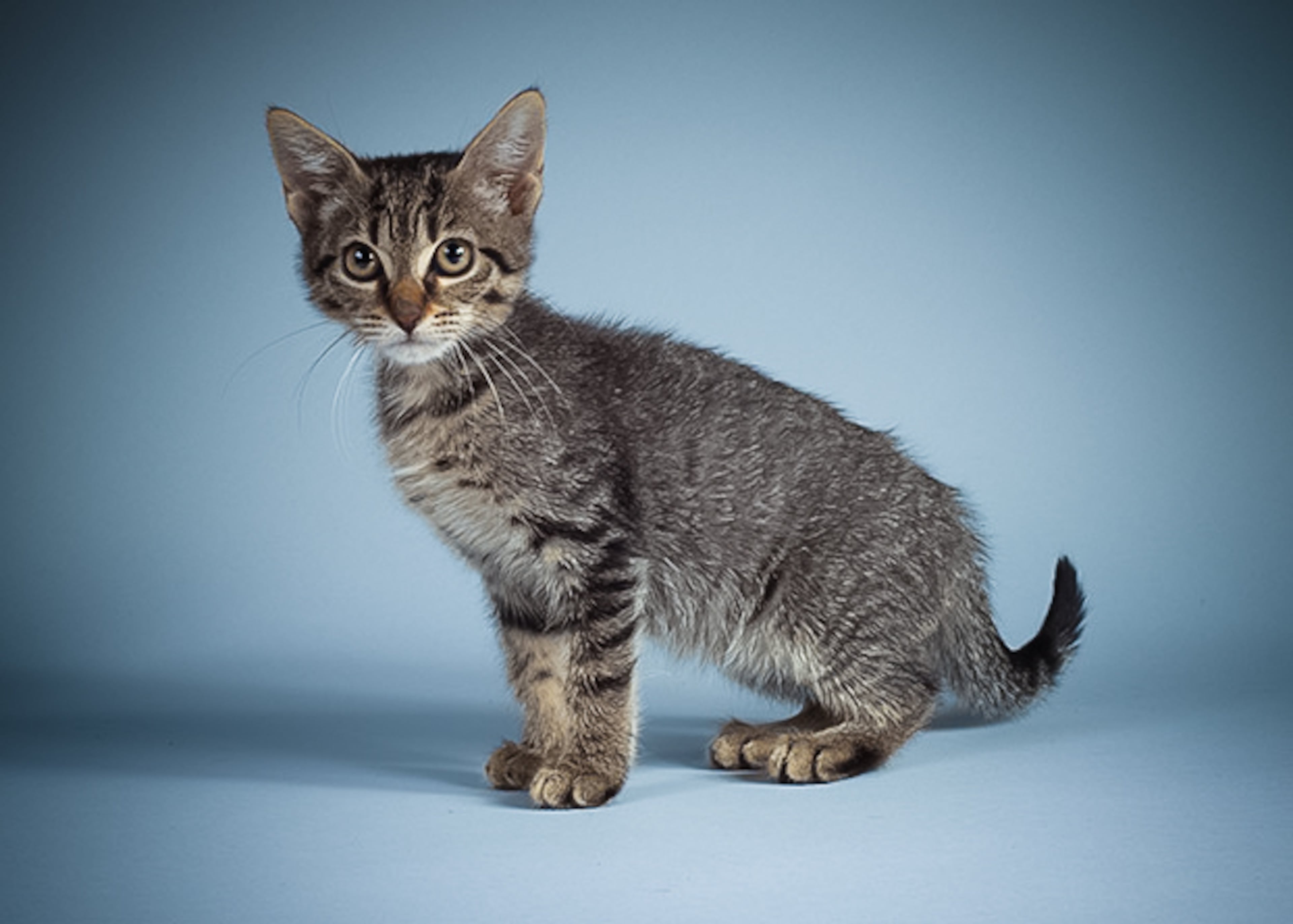 Oregano, female, 2 months. Fun fact: Favorite cuisine is Italian.