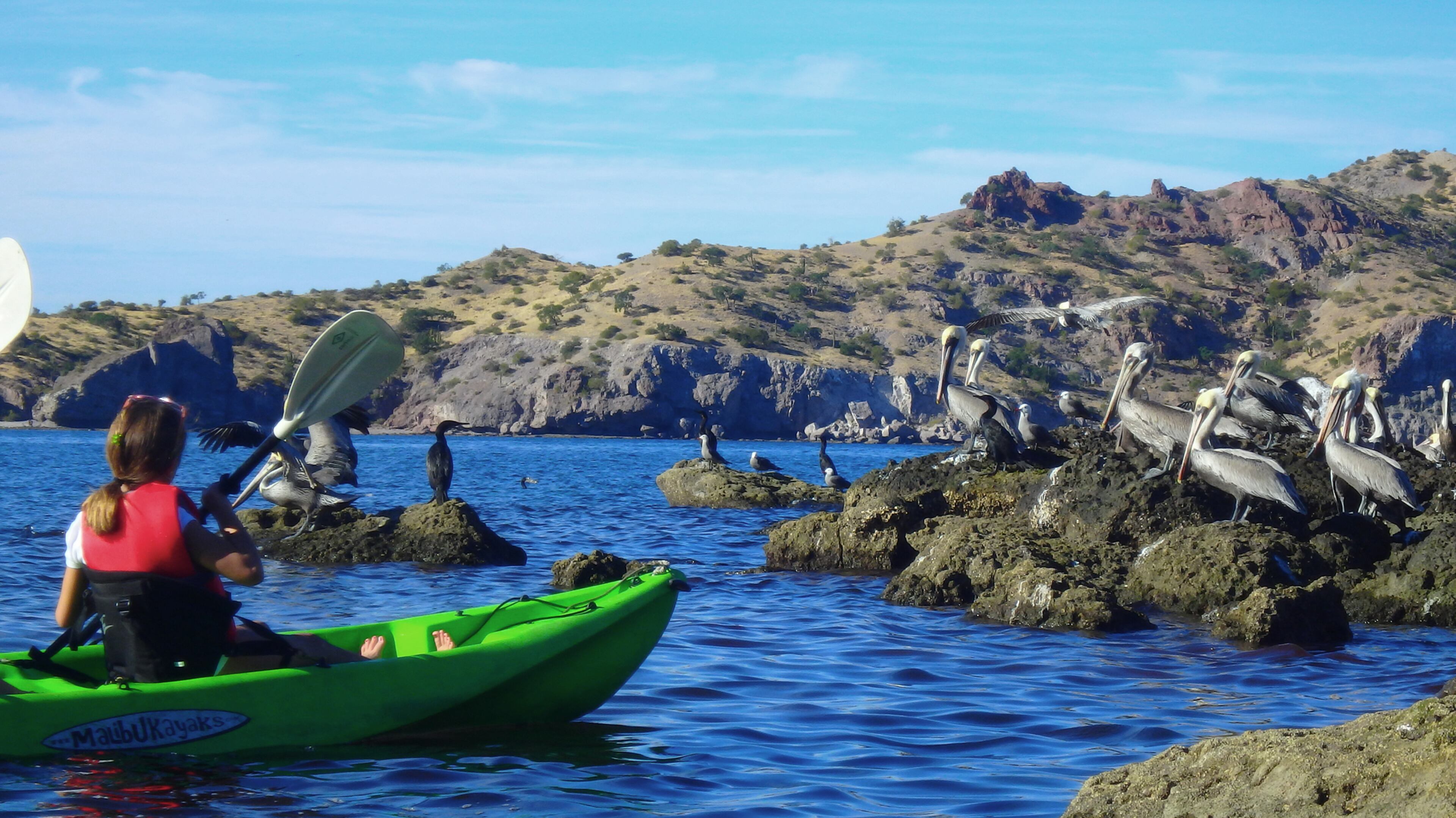 Get an up-close view of marine life kayaking the Sea of Cortez. (Photo courtesy Un-Cruise/TNS)