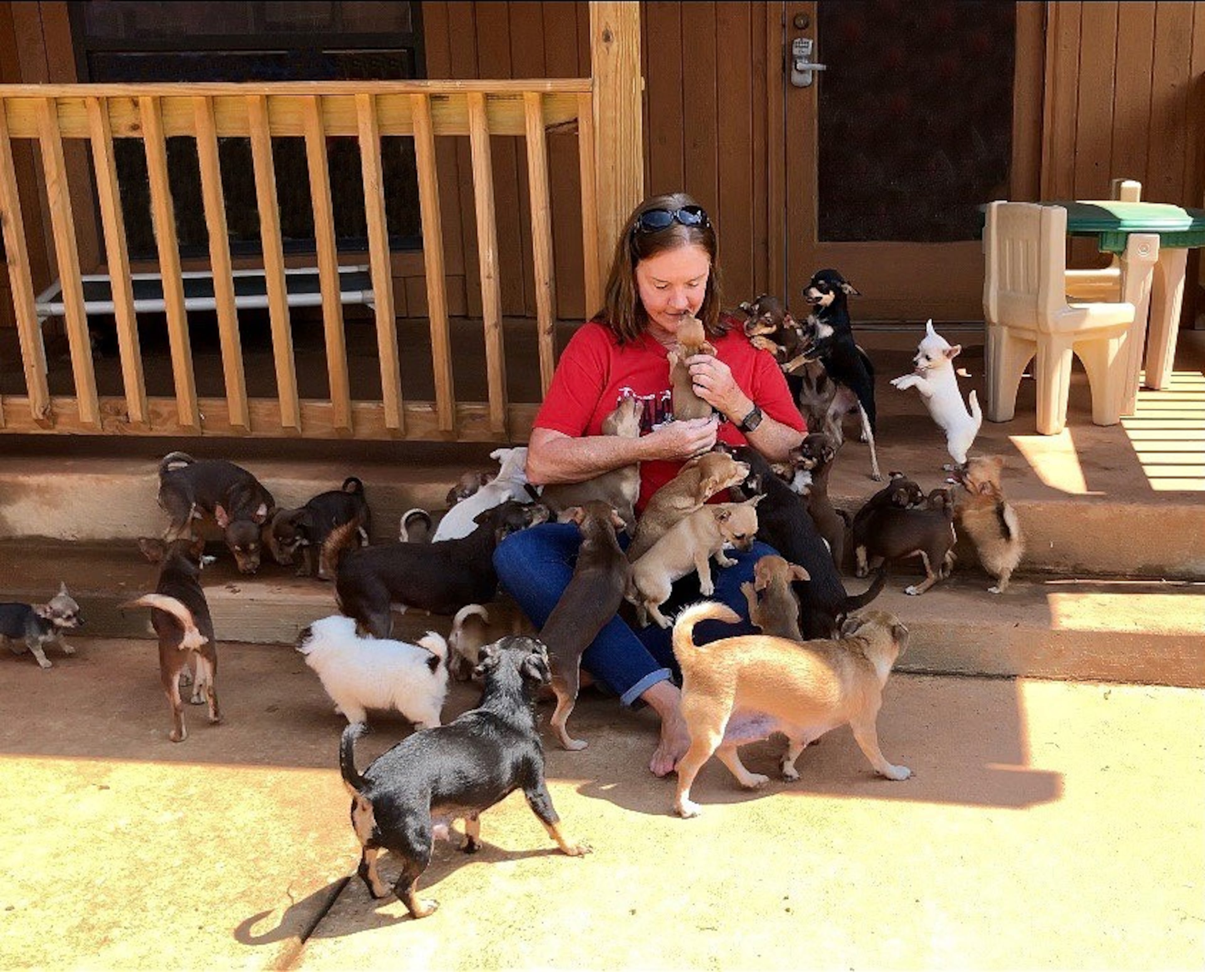 With the huge group of nearly 200 Chihuahuas broken into smaller packs, the dogs are becoming conditioned to human interaction at Noah's Ark.