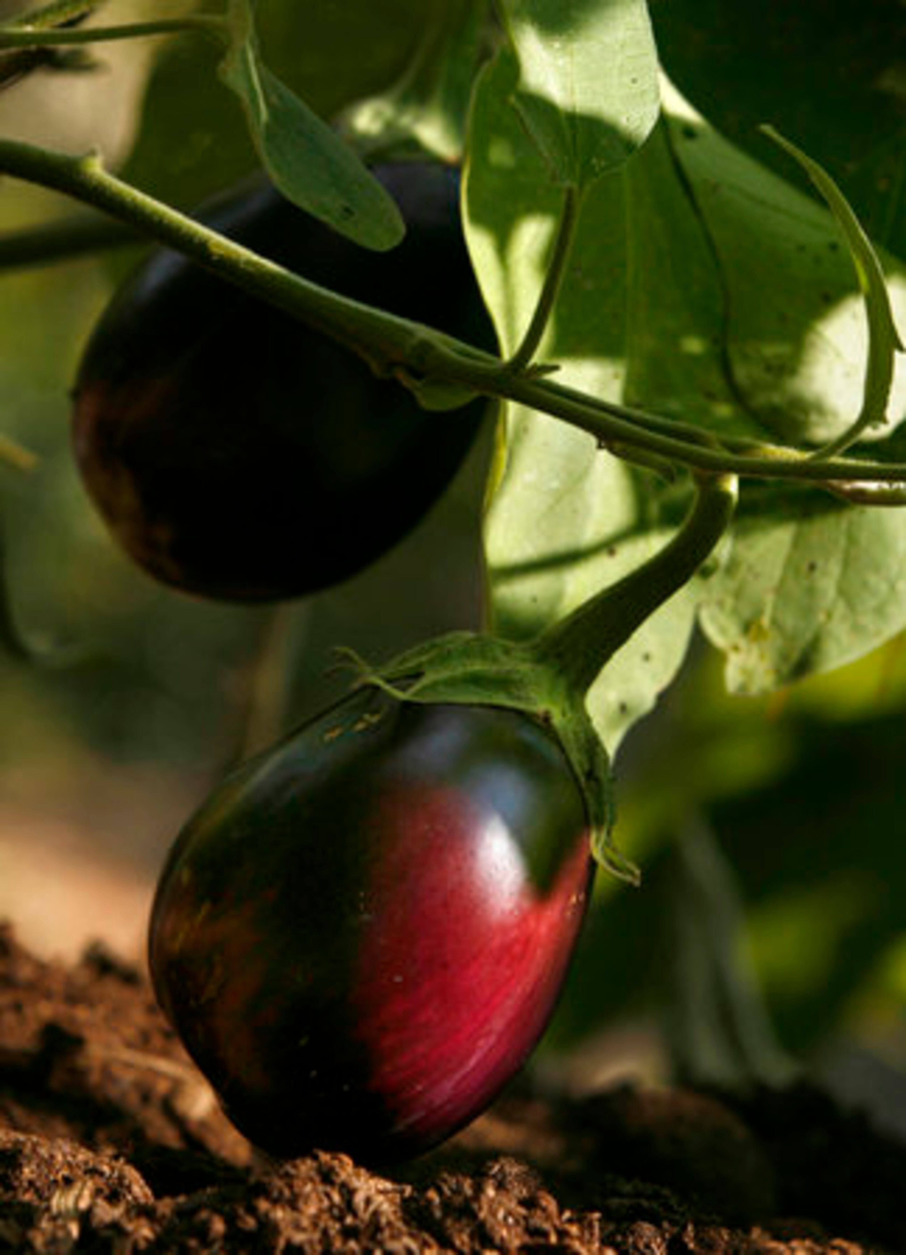 Two black beauty eggplants are shown on the vine in the Allin garden. The 20th annual Decatur Garden Tour will take place 10 a.m.-5 p.m. and 7-9 p.m. Saturday; and noon-5 p.m. Sunday.