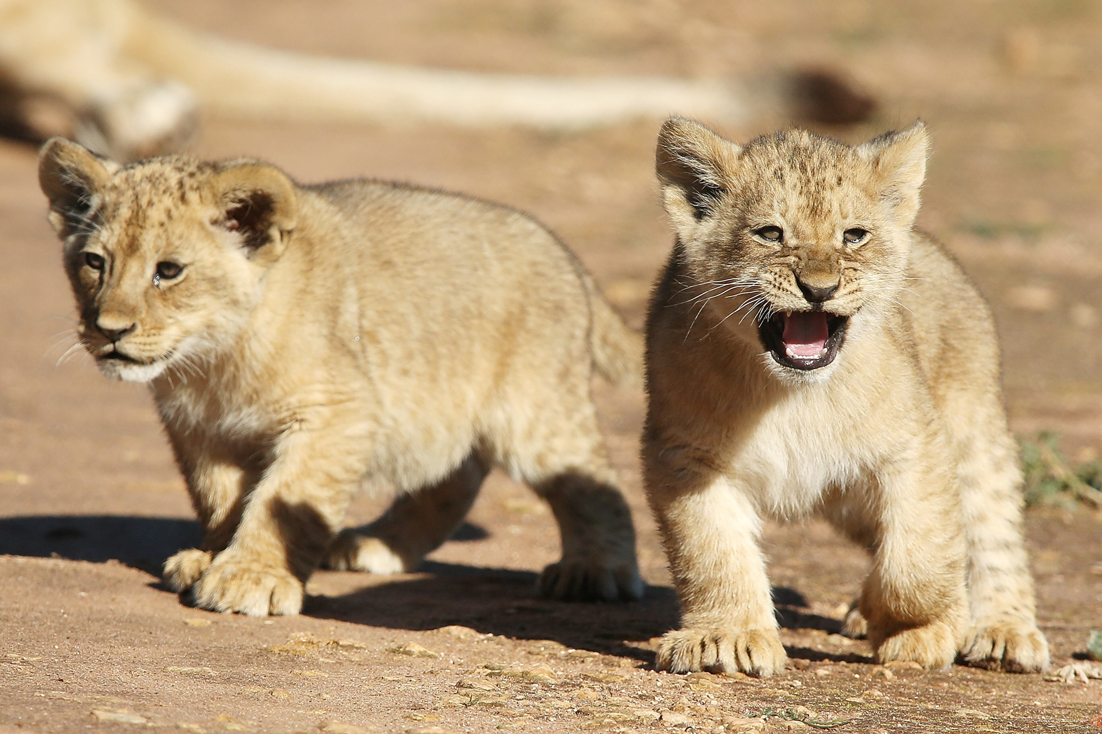 ADELAIDE, AUSTRALIA - JULY 08: Lion cubs explore their enclosure at Monarto Zoo on July 8, 2013 in Adelaide, Australia. Three Lion cubs, born April 24, 2013 made their public debut today at Monarto Zoo. Monarto Zoo is also celebrating two new Lion cubs to its African Lion family, a male and female cub, born June 18, 2013. (Photo by Morne de Klerk/Getty Images)