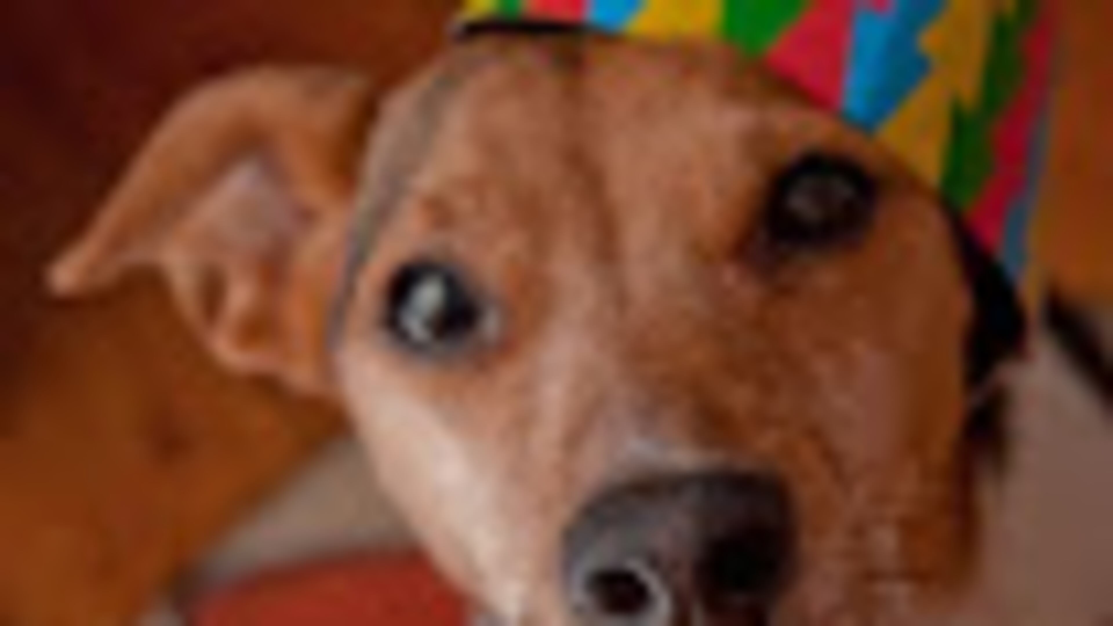 Go to the dogs in a good way — and raise money for a good cause — at Sunday’s Camp Bow Wow Anniversary “Paw-ty” in Lawrenceville. Photo by PhyreWorX/Flickr