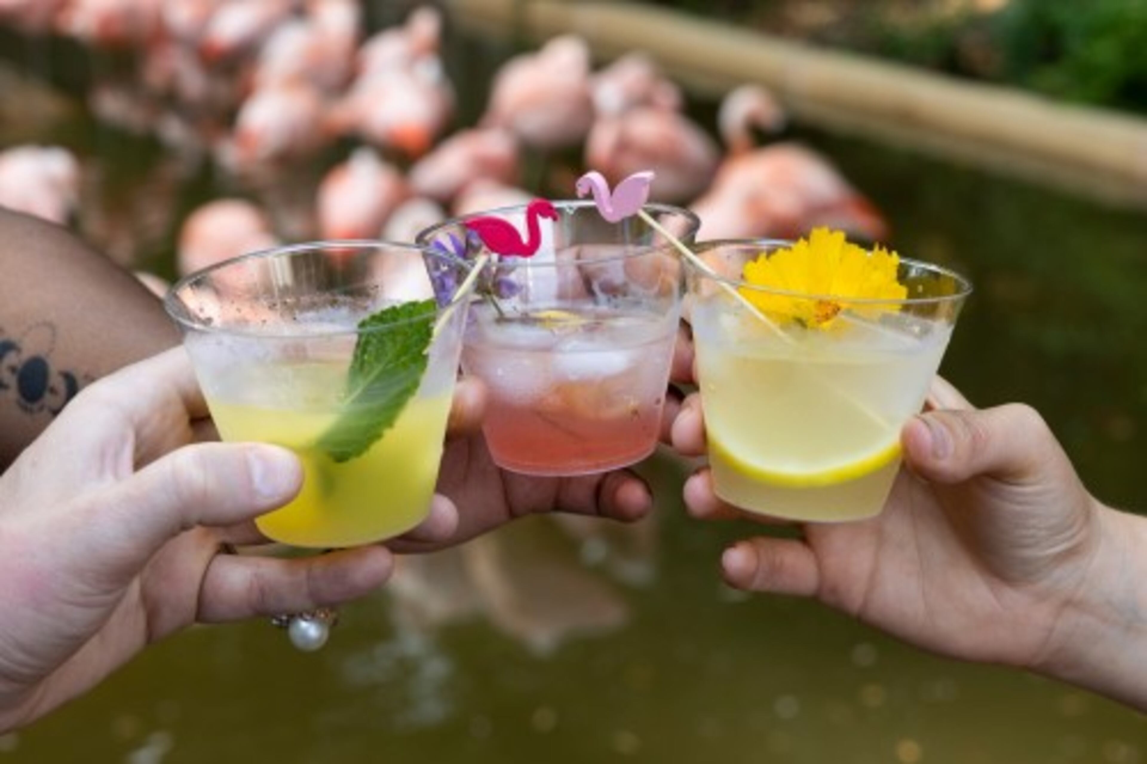 Zoo Atlanta hosts their monthly adults-only Savanna Nights evening this Friday with a Pride Night theme, activities and a complimentary cocktail.