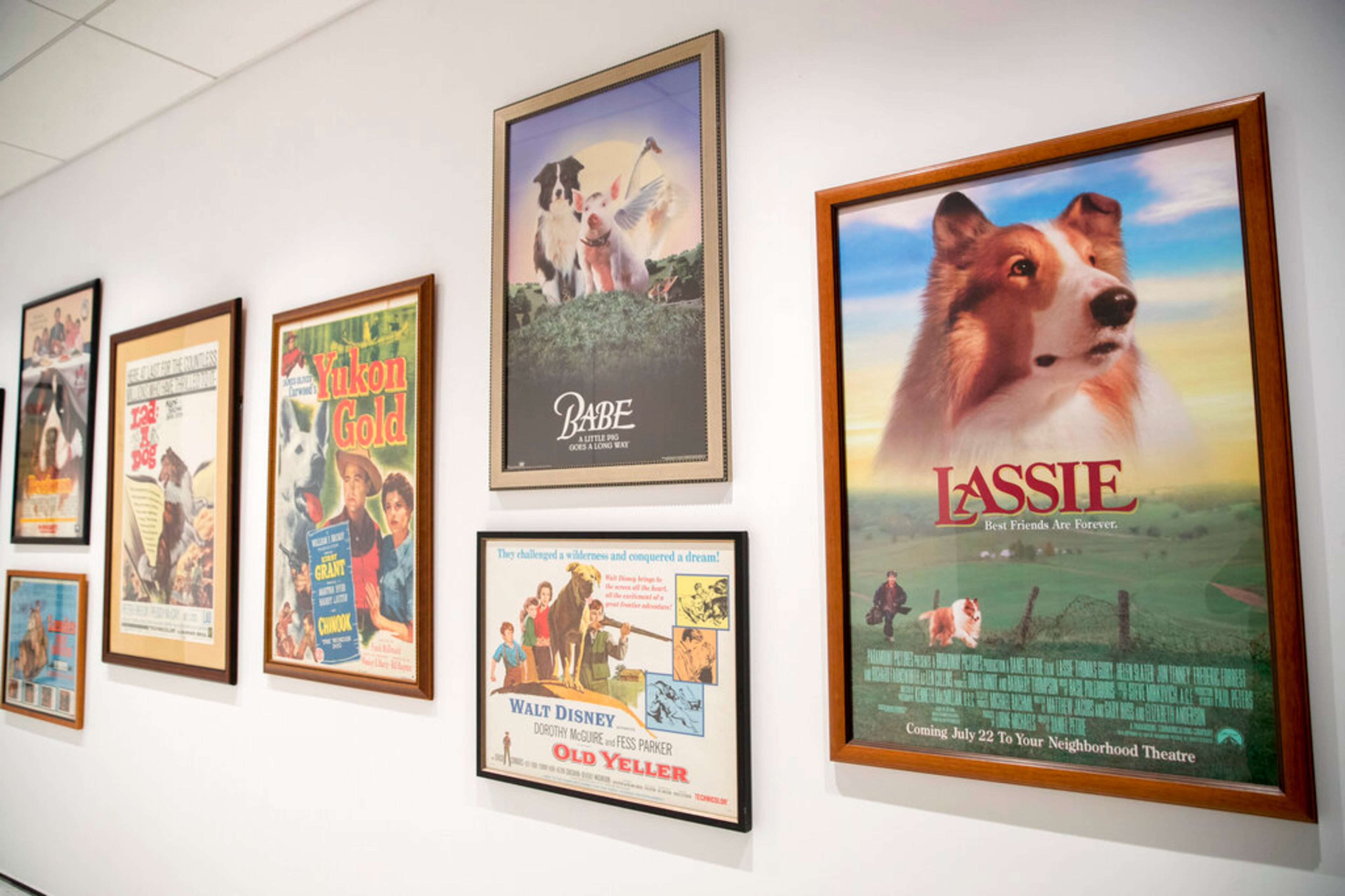 This Wednesday, Jan. 9, 2019, photo shows a wall of movie posters celebrating canine stars on display at the American Kennel Club Museum of the Dog in New York. The museum opens Feb. 8, returning to New York after three decades on the outskirts of St. Louis. (AP Photo/Mary Altaffer)