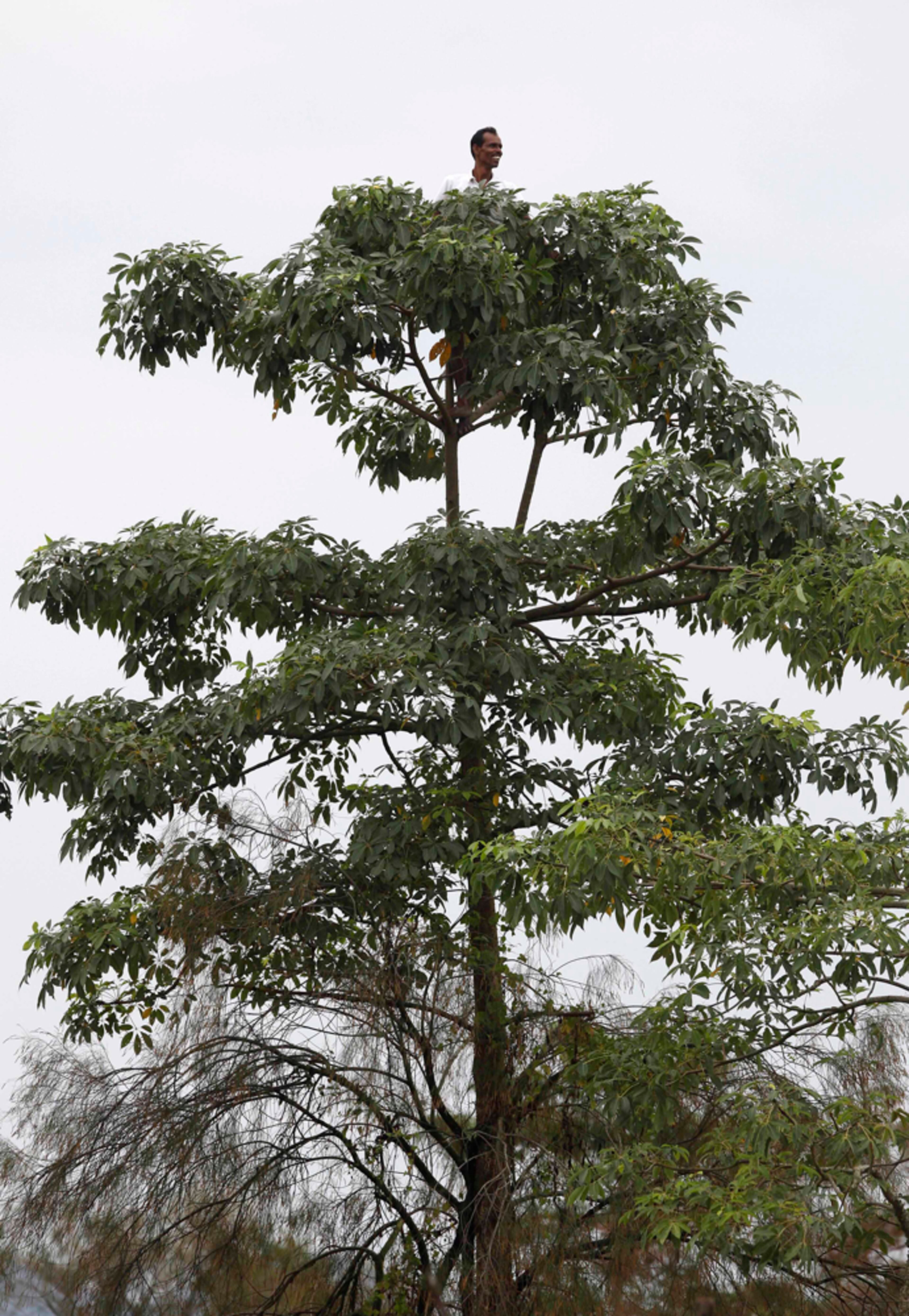 ANYONE SEEN A RHINO?--An Indian villager looks from atop a tree as forest officials and villagers search for a rhinoceros that possibly strayed from the Pobitora wildlife sanctuary in Rani Chapori, an island in the river Brahmaputra in Suwalkuchi in Assam state, India, Tuesday, Oct. 2, 2012. The rhinoceros is being guarded round the clock against poachers with an Indian Air Force helicopter requisitioned to airlift it to safety. At least four rhinos were killed by poachers recently sparking outrage in the state, home to the world's largest concentration of the rhinos.