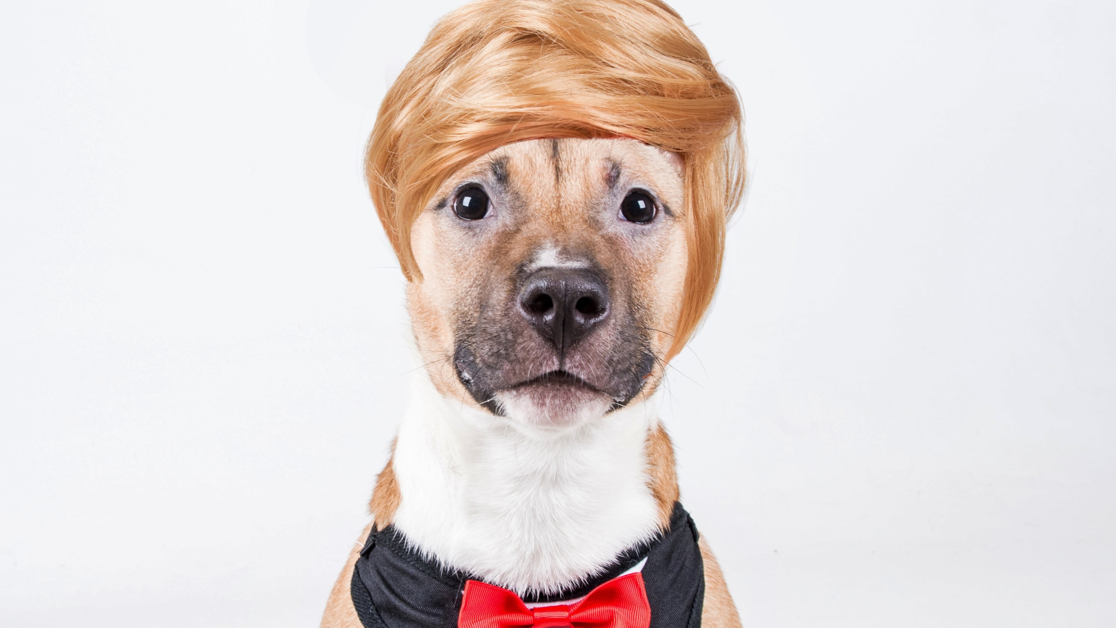 LifeLine Animal Project dressed up this pooch like Donald Trump, and another one like Hillary Clinton as part of a promotion to waive adoption fees on election day.
photo provided by LifeLine Animal Project