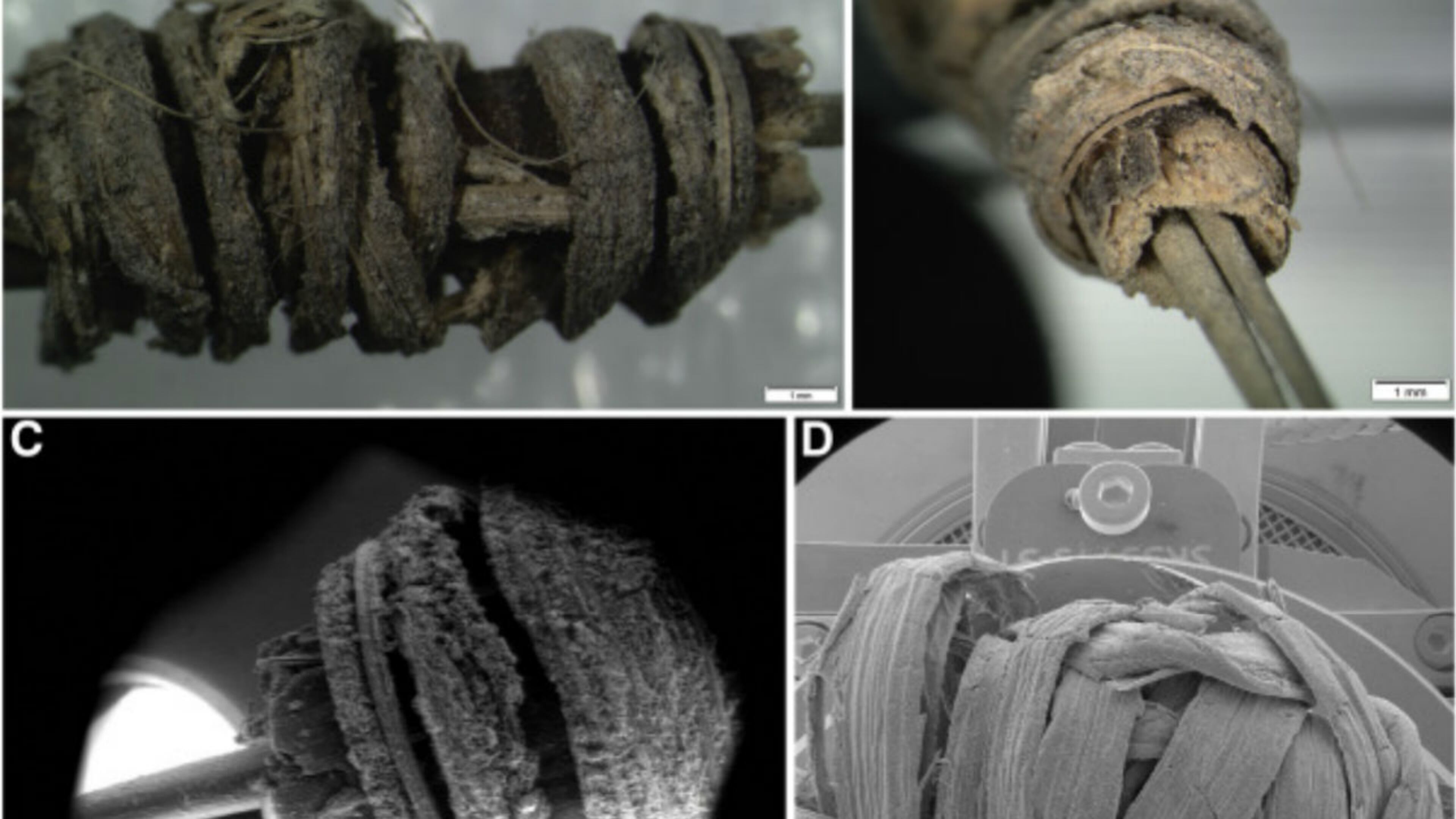 A 2,000 year-old tattoo needle was identified recently. (Photo: Washington State University)