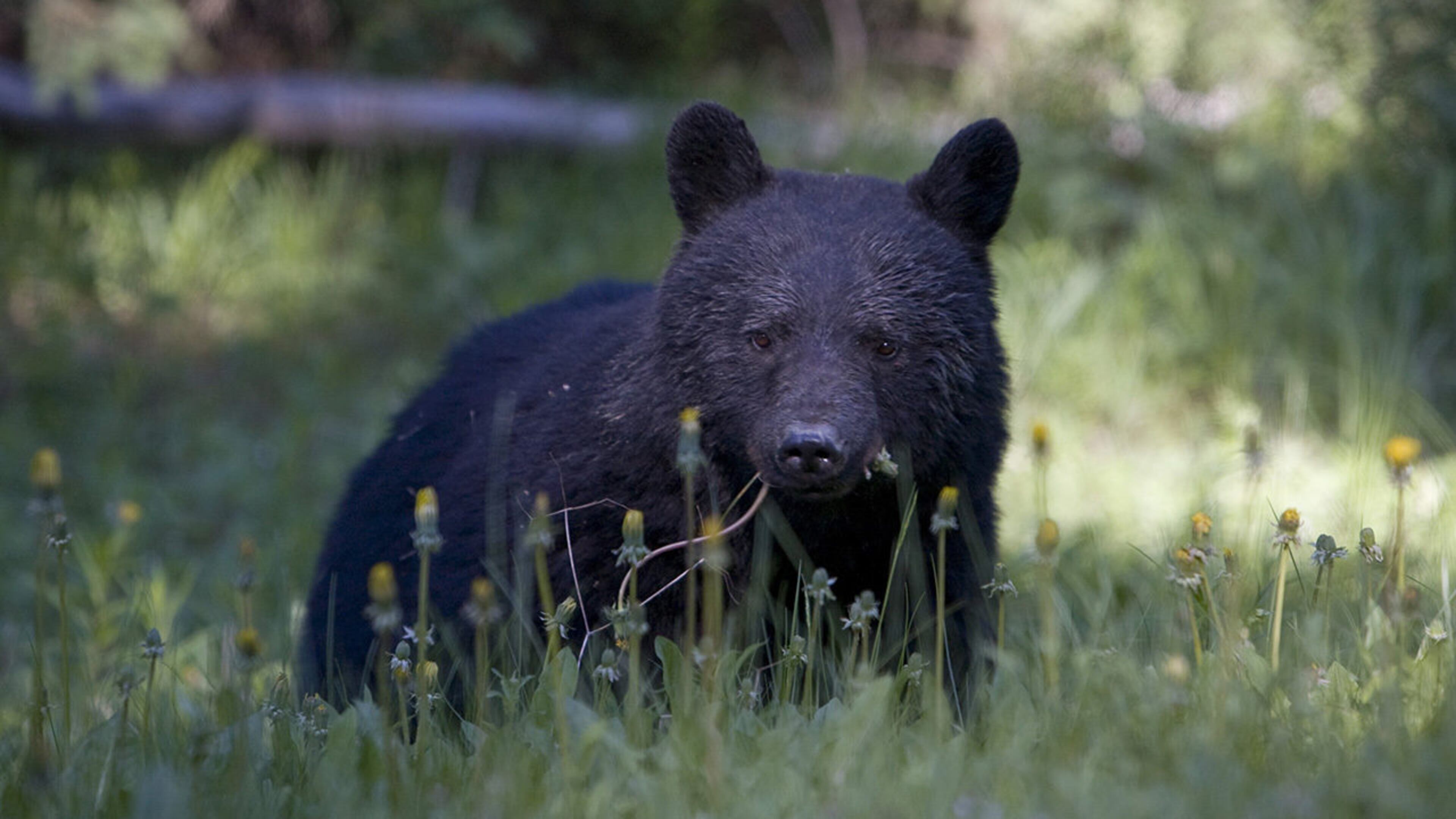 A Canadian man reportedly recorded video a black bear jumping from a deck to a tree that was about 7 feet away. (Not pictured)