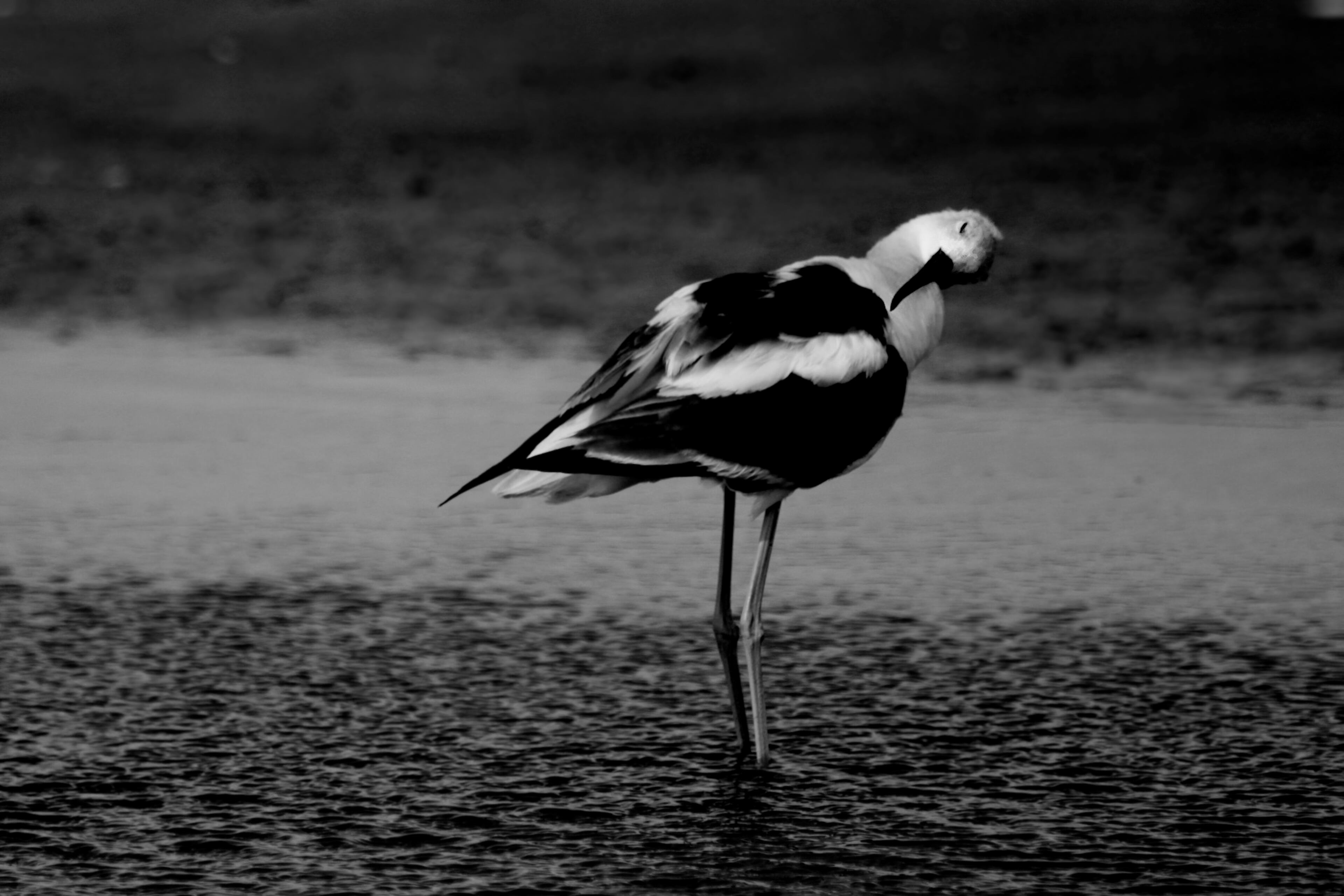 Here are some more photos of Little St. Simons Island. They were taken by Britt Brown, Naturalist with The Lodge on Little St. Simons Island. http://brittleebrown.wix.com/photography