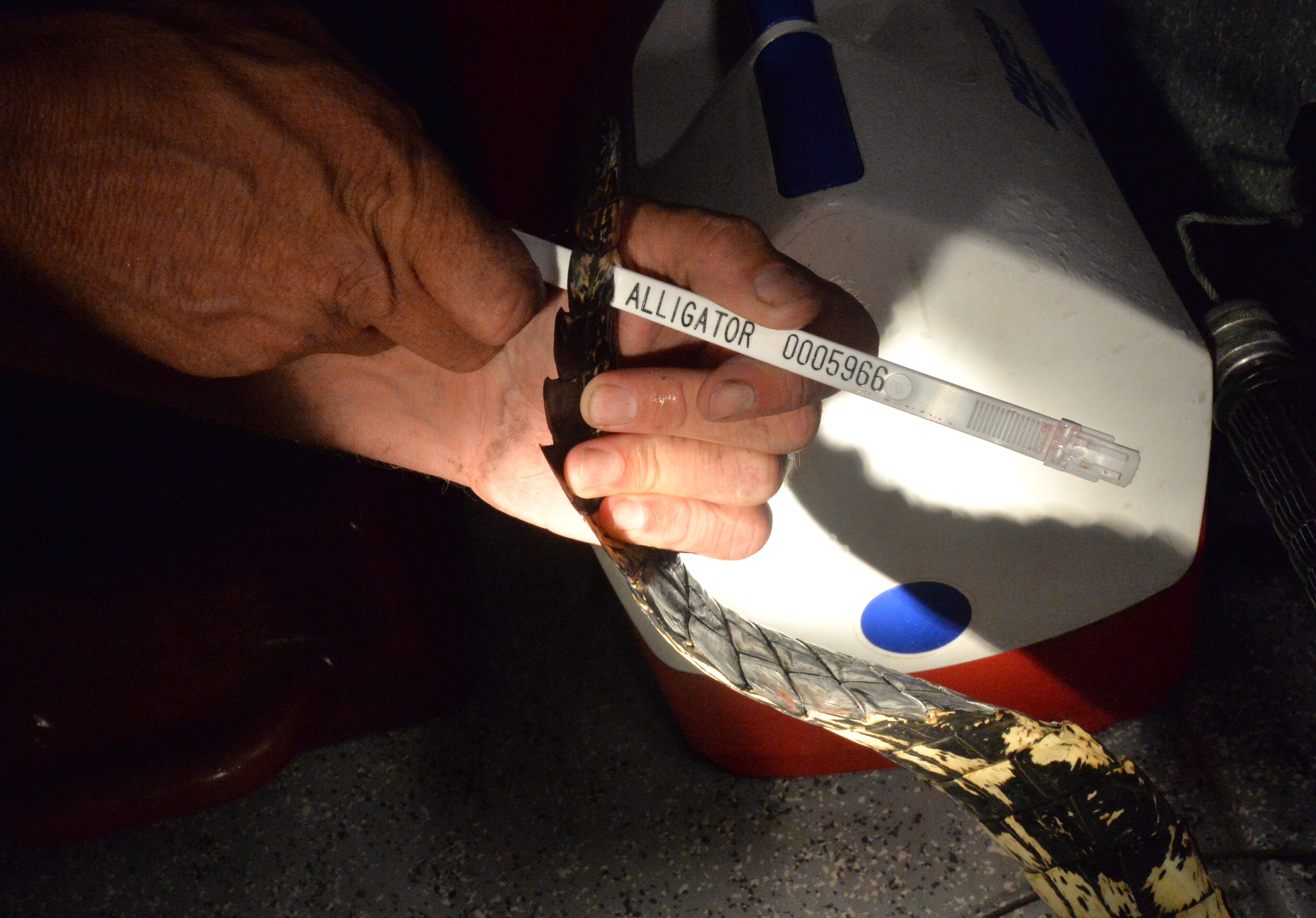 Jim Gillis attaches a tag on a 6 feet 8 inches long female gator he captured with his son Griffin,16, in Darien on Saturday night, September 6, 2014. Georgia's alligator season runs Sept. 6 through Oct. 5, and it's no easy ticket. More than 11,000 people applied last year, with the state only offering 850 slots. The state considers its abundance of alligators to be one of its conservation success stories. Alligators were once listed as endangered because of poaching and encroaching development on their habitat, but wildlife management efforts helped them come back enough to be downlisted in 1987. HYOSUB SHIN / HSHIN@AJC.COM