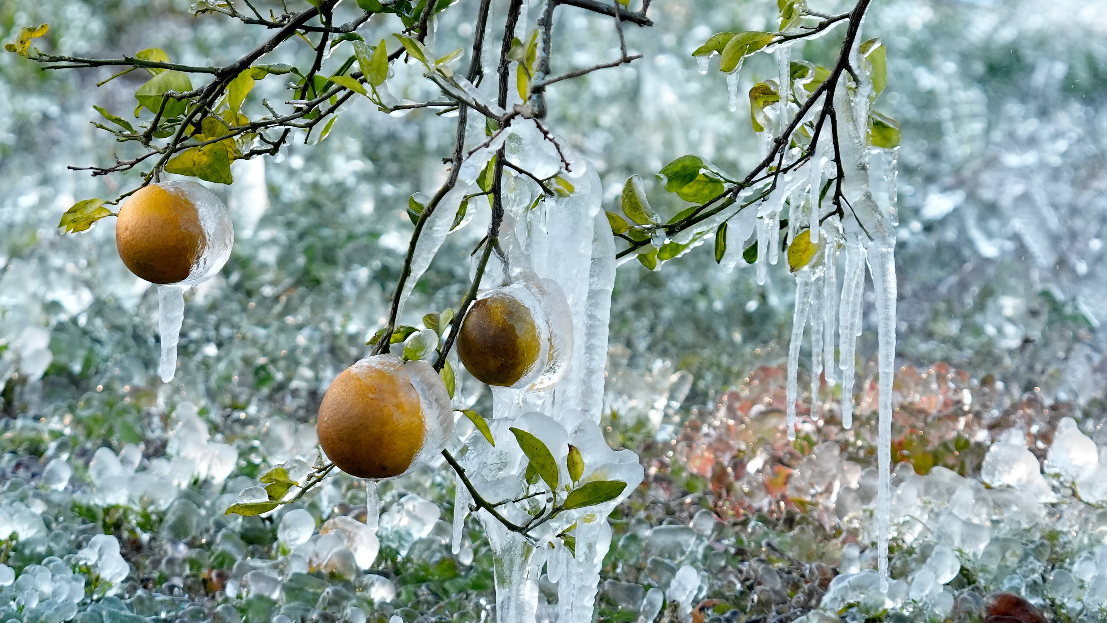 Icicles cling to oranges at a grove Sunday, Feb. 1, 2026, in Plant City, Fla. (AP Photo/Chris O'Meara)