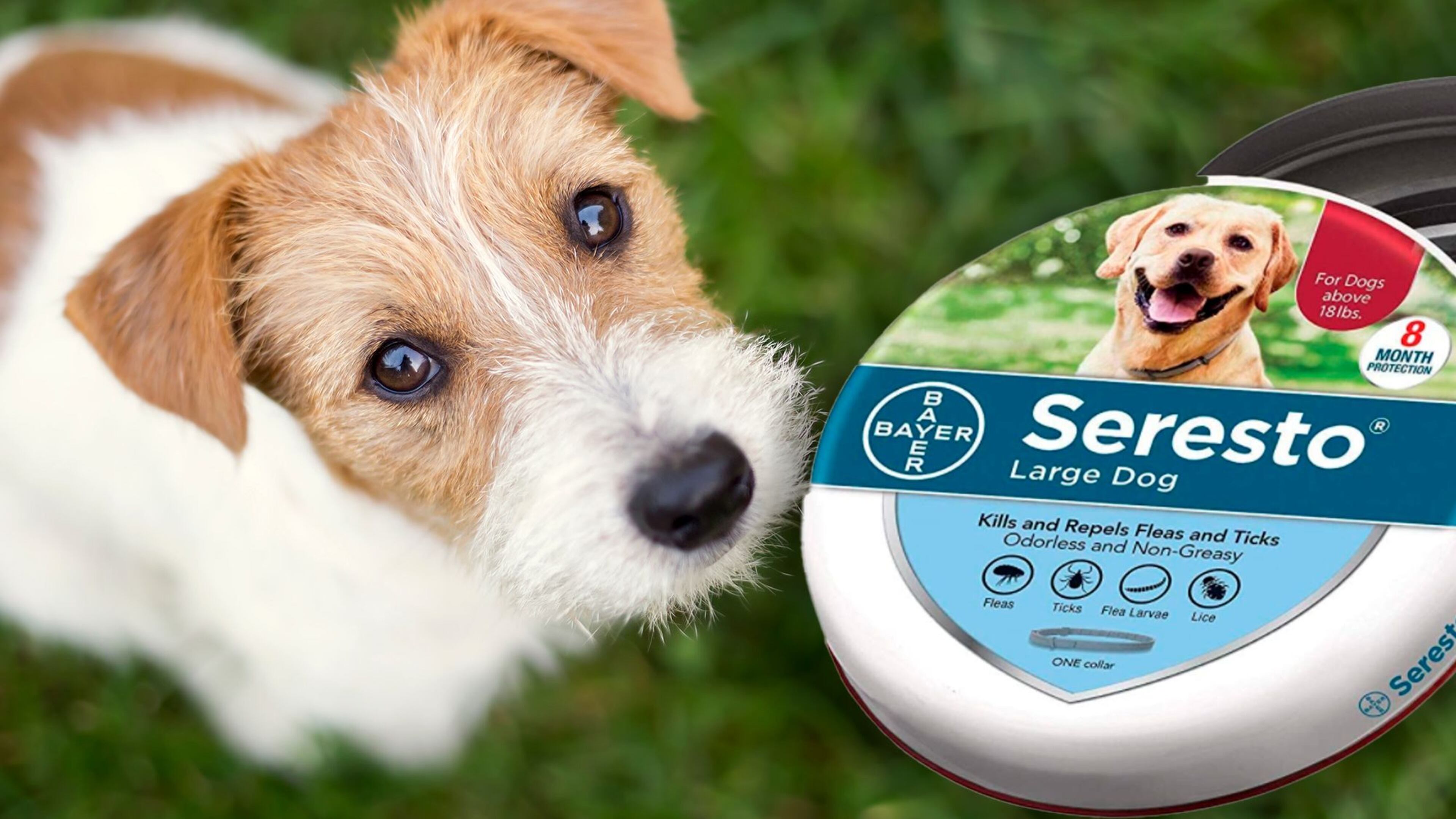 A popular flea and tick collar has been linked to nearly 1,700 pet deaths across the country, according to reports citing documents obtained from the U.S. Environmental Protection Agency. The Seresto collar, which can be worn for months as it releases small amounts of pesticide onto an animal’s fur, is also suspected of sickening or injuring tens of thousands of cats and dogs as well as hundreds of their owners, reports said.