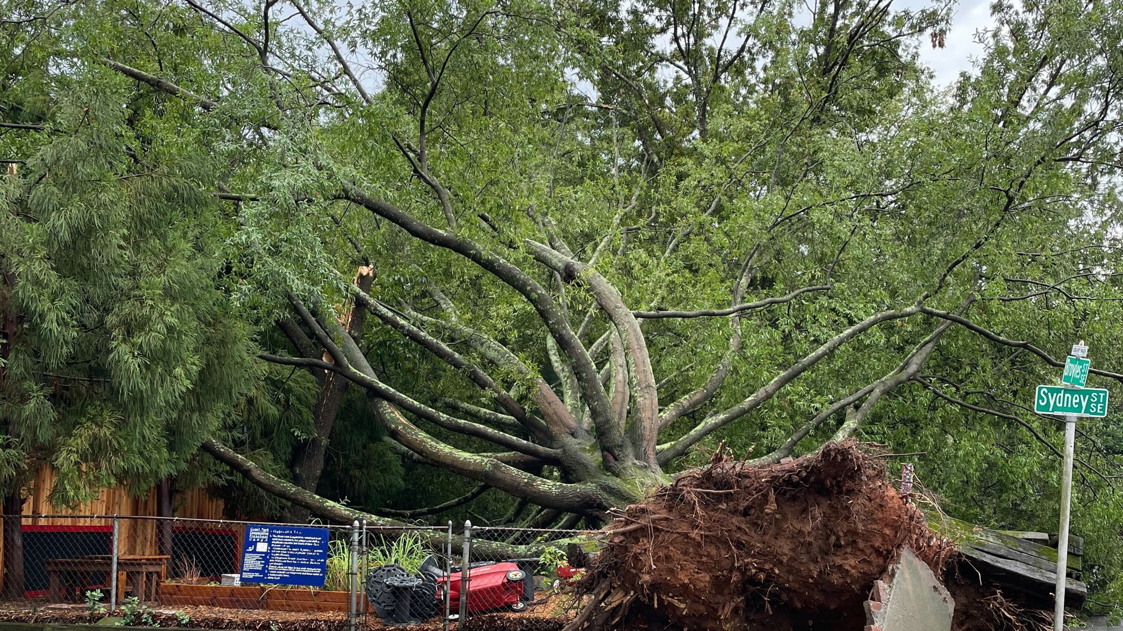 A tree was knocked over Thursday afternoon after heavy downpours swept through Grant Park and other areas of Atlanta.