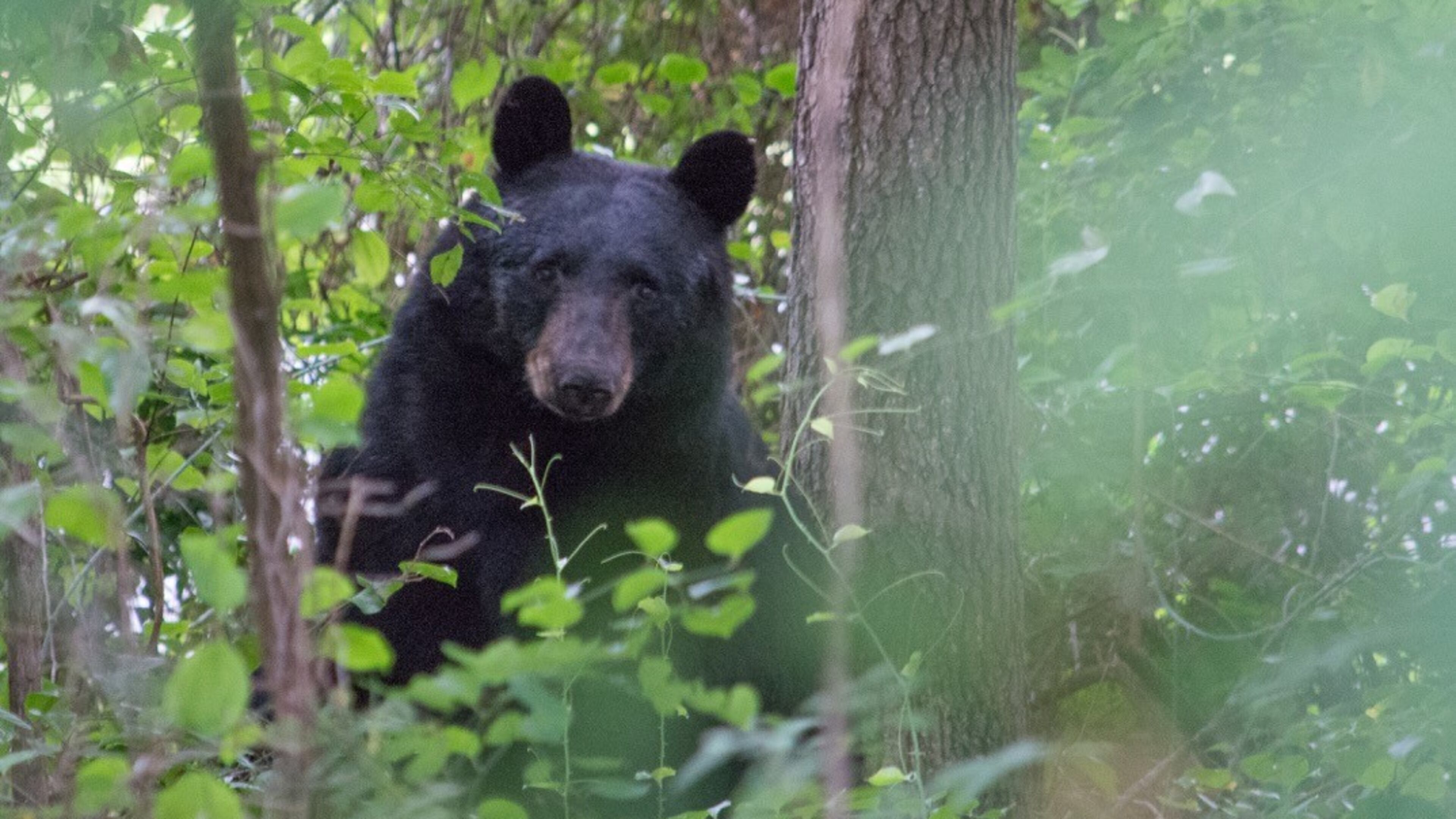 An American black bear like this one was hit by a car along Ga. 400 early Tuesday, Sandy Springs police confirmed.