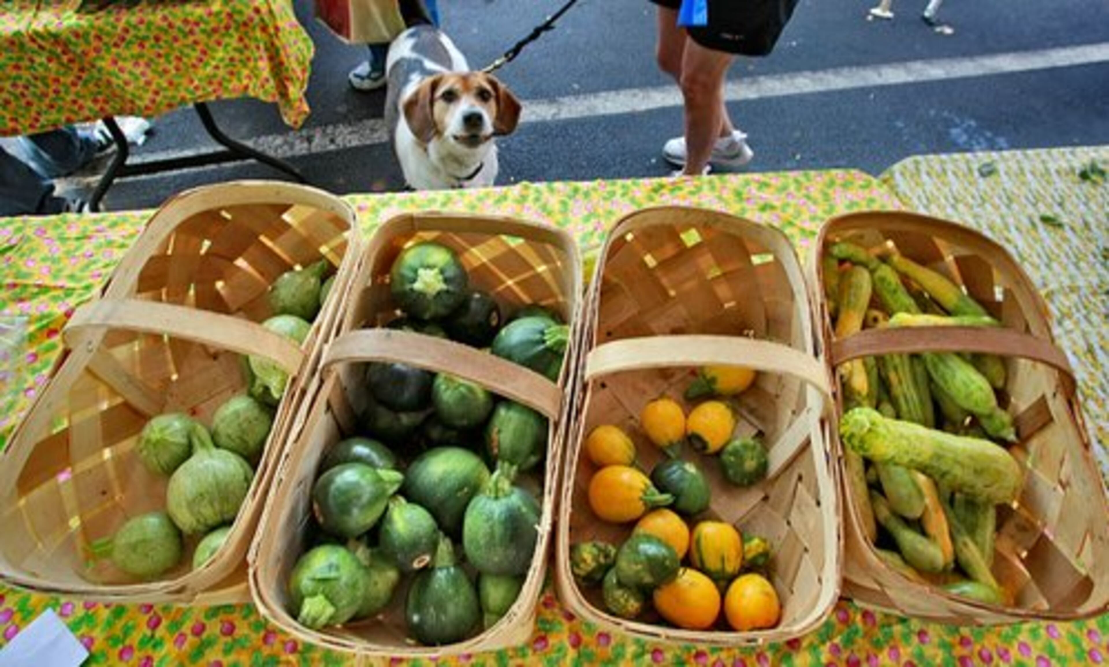 The Peachtree Road Farmers Market at the Cathedral of Saint Philip continued its weekly market tradition Saturday. Harvey, a mixed beagle belonging to Francine Tague of Atlanta (right) looks over a selection of squash grown by Taylorganic Farm in Henry County.