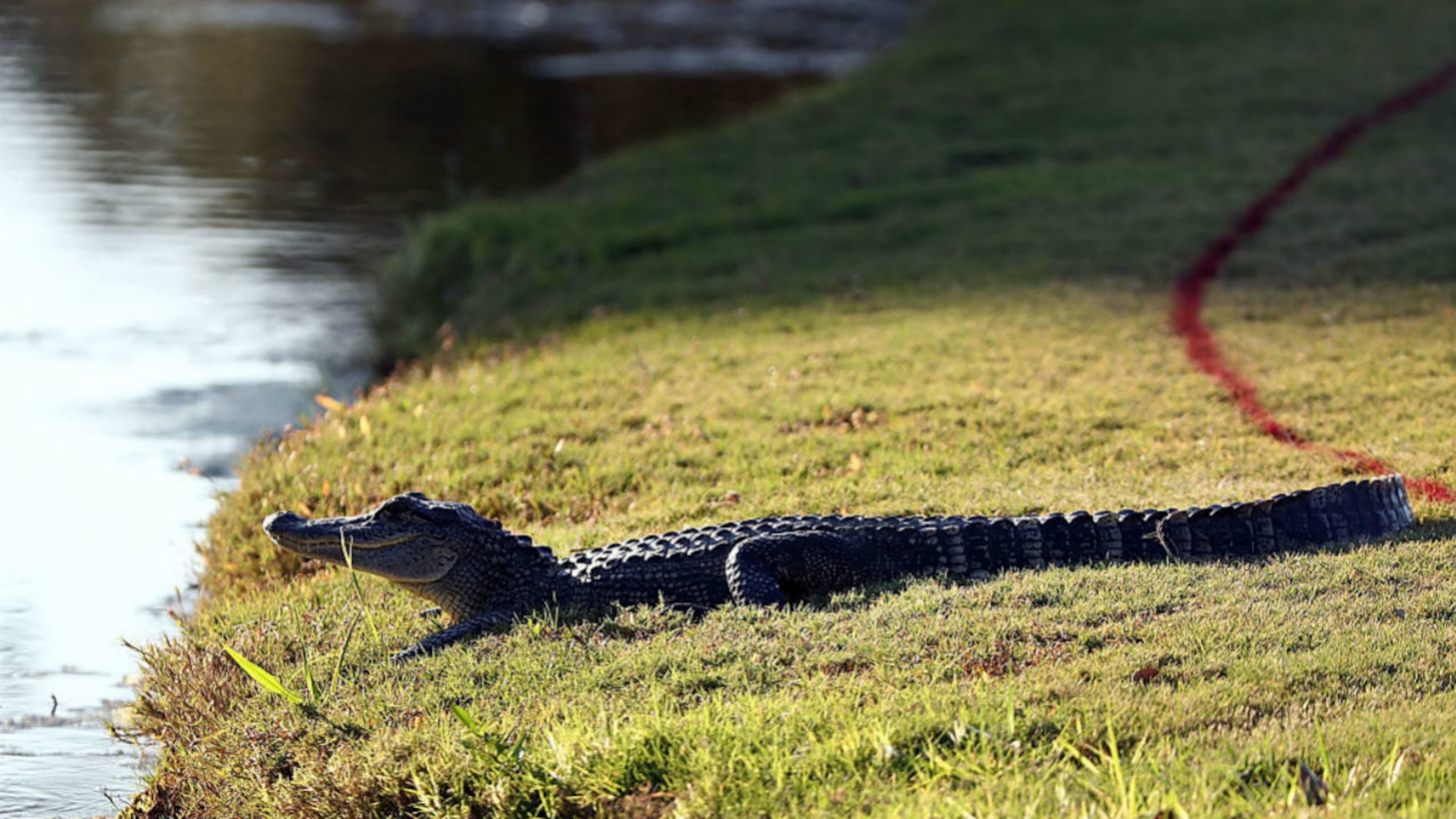 FILE PHOTO: A neighbor’s pet alligator escaped and was found wandering a Michigan neighborhood. (Photo: Sam Greenwood/Getty Images)