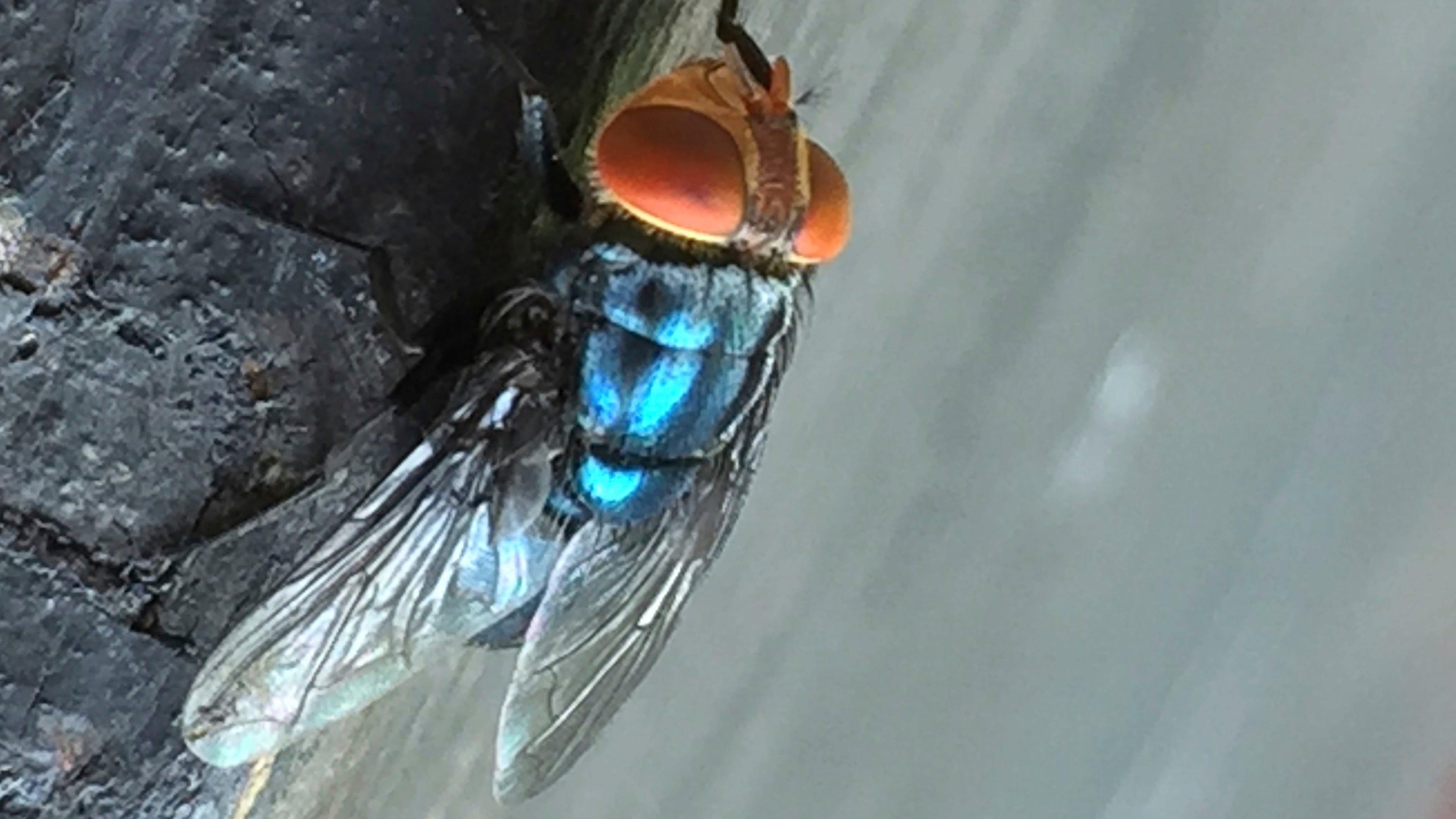 FILE - An adult New World screwworm fly sits in this undated photo. (Denise Bonilla/U.S. Department of Agriculture via AP)