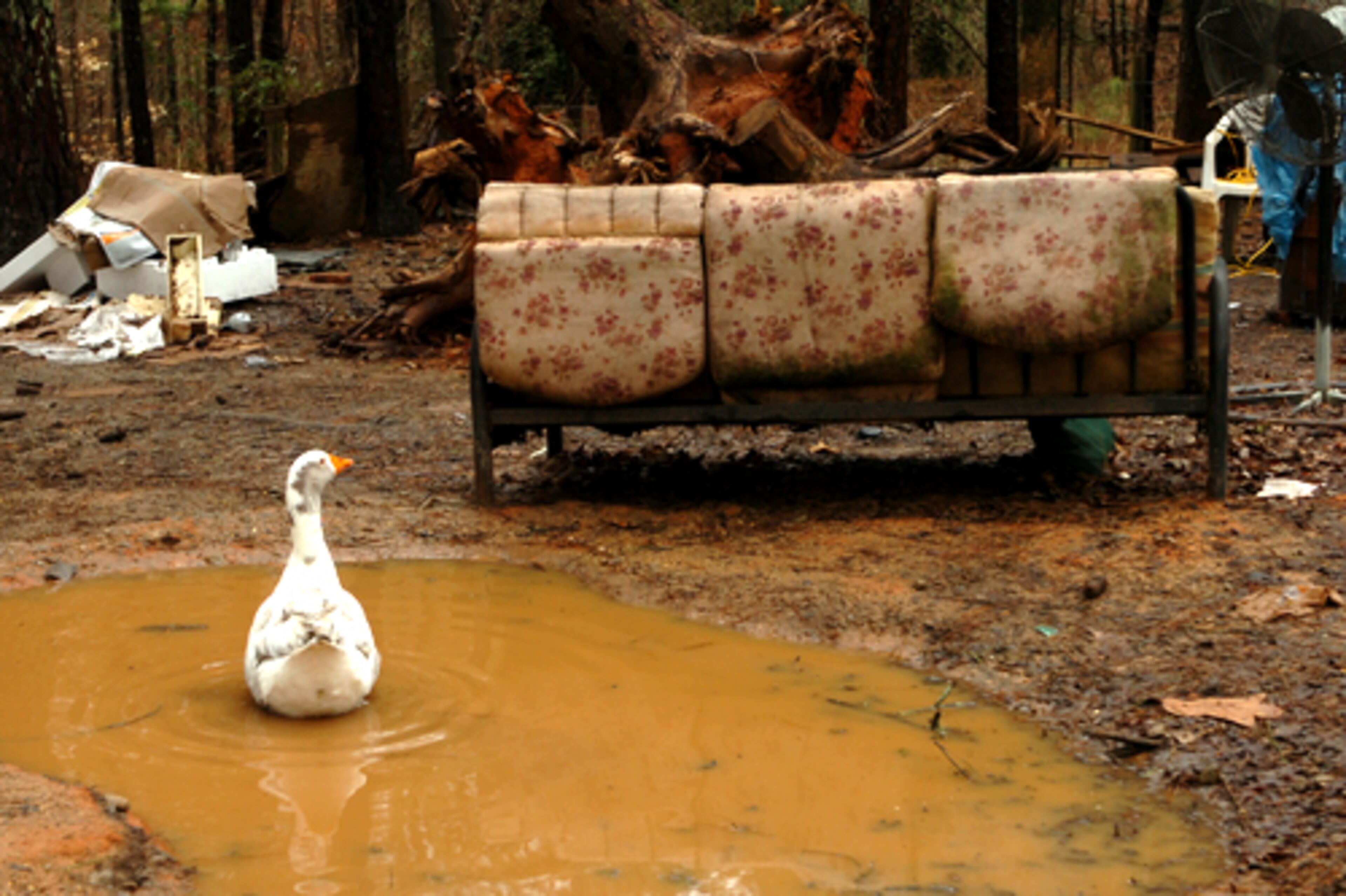 A goose takes a swim on land owned by Peggy Dye.