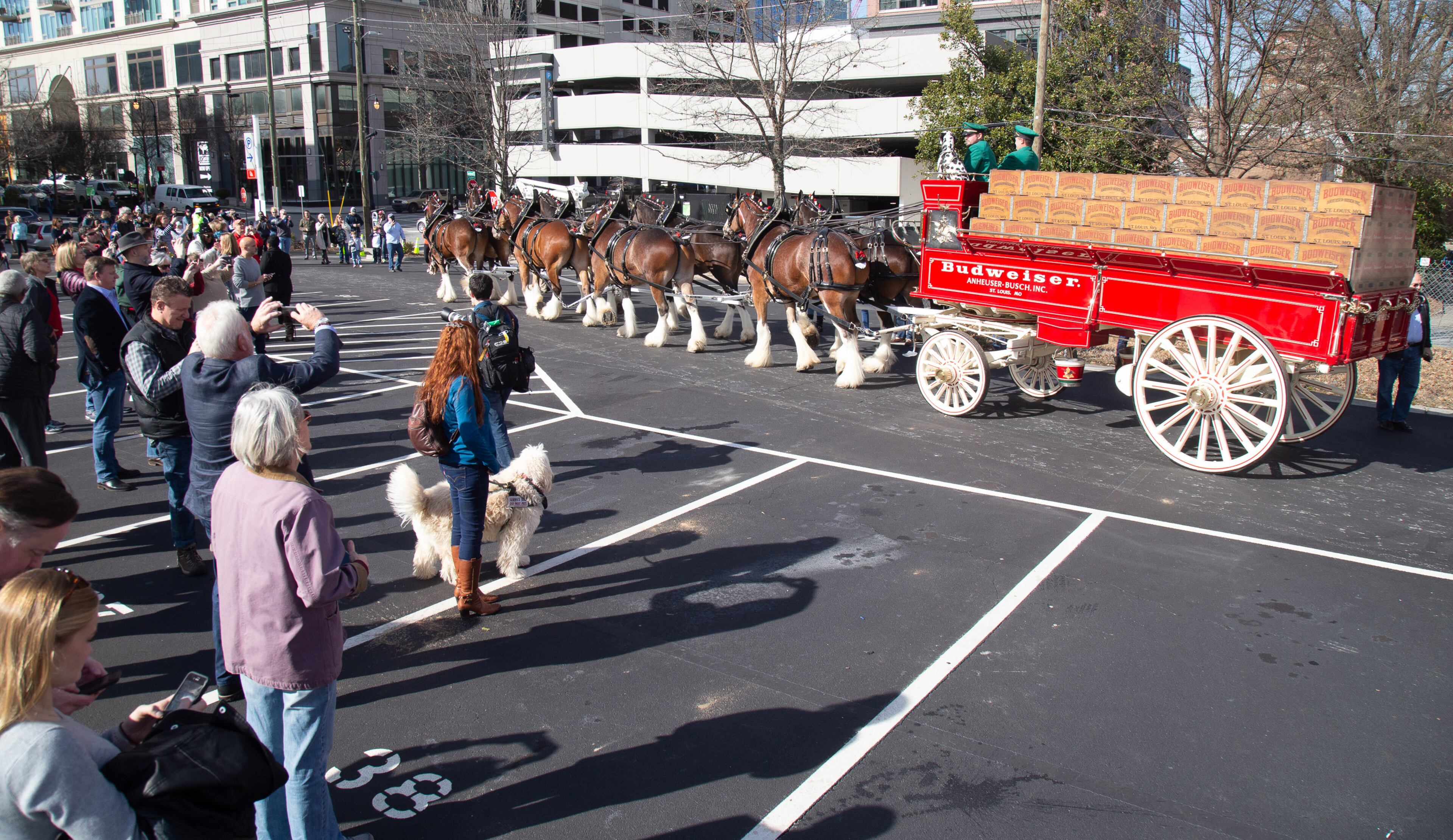 A Budweiser Clydesdale team makes a few trips around a parking lot in Buckhead February 01, 2018. STEVE SCHAEFER / SPECIAL TO THE AJC
