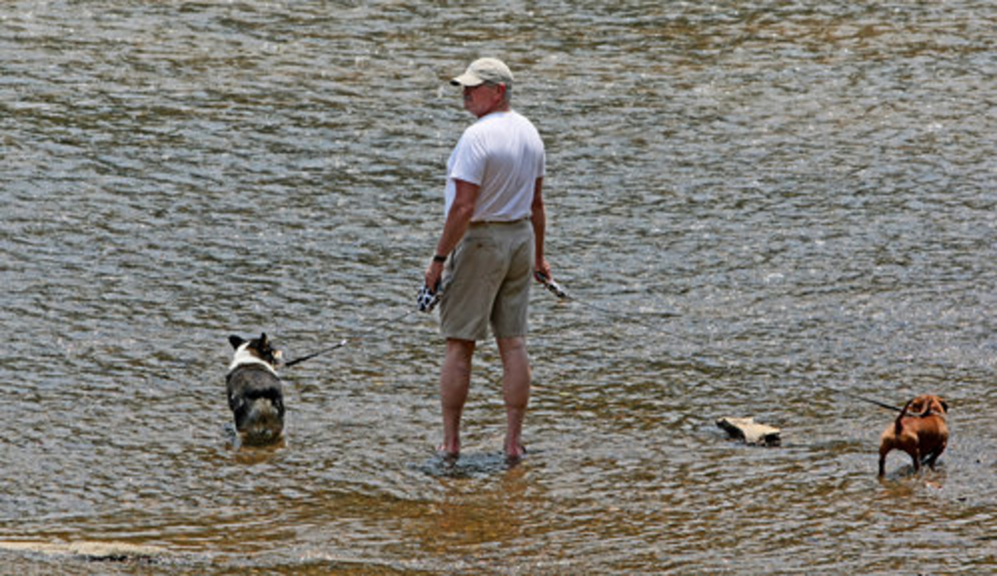 Gunnar Tahtinen walks Valentino (left) and Romeo (right) along the shores of the Chattahoochee River in Cobb County on Tuesday.