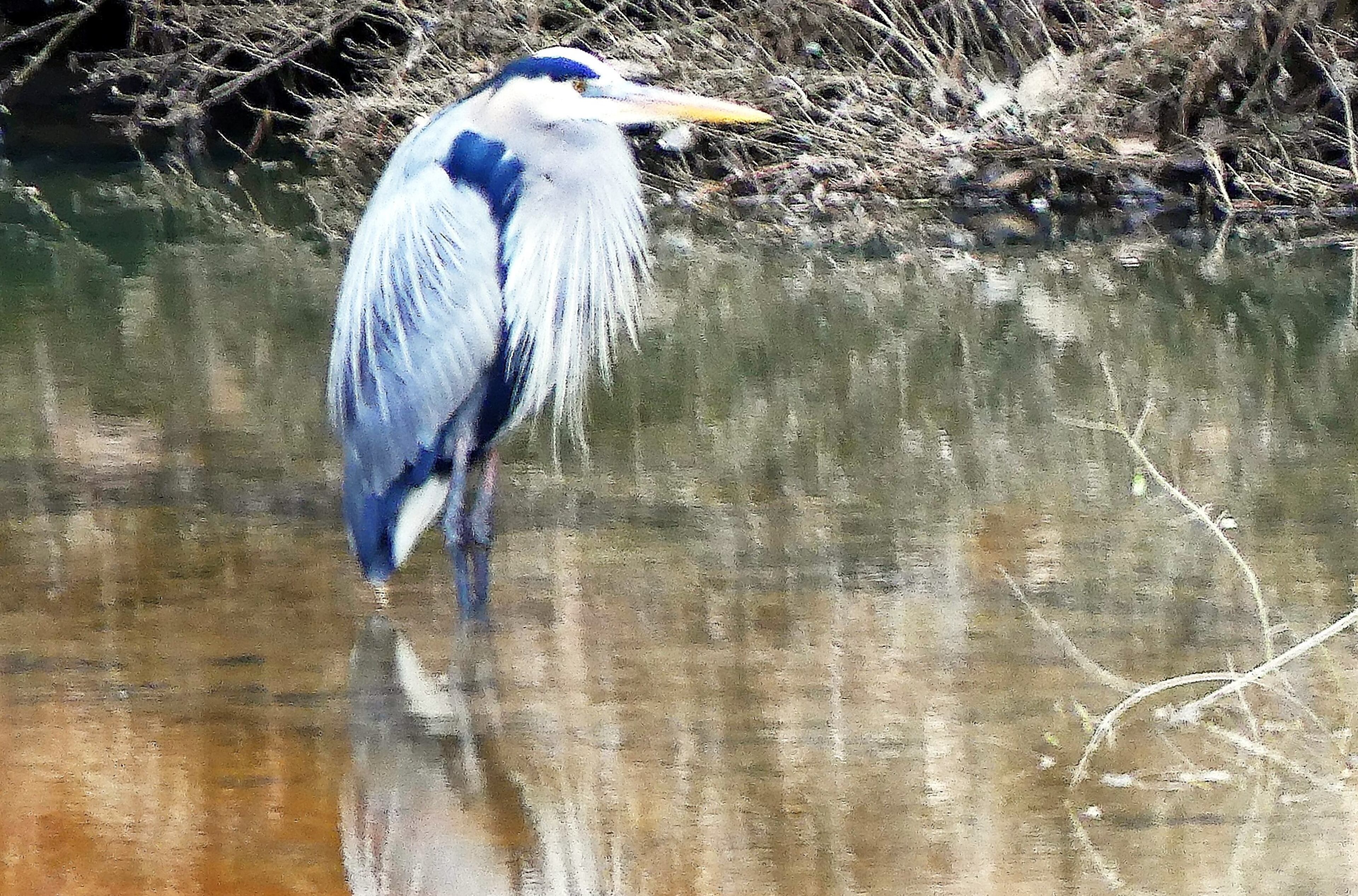 This great blue heron, standing in a creek last week in the Clyde Shepherd Nature Preserve in DeKalb County, already is in its bright breeding plumage.
Courtesy of Charles Seabrook