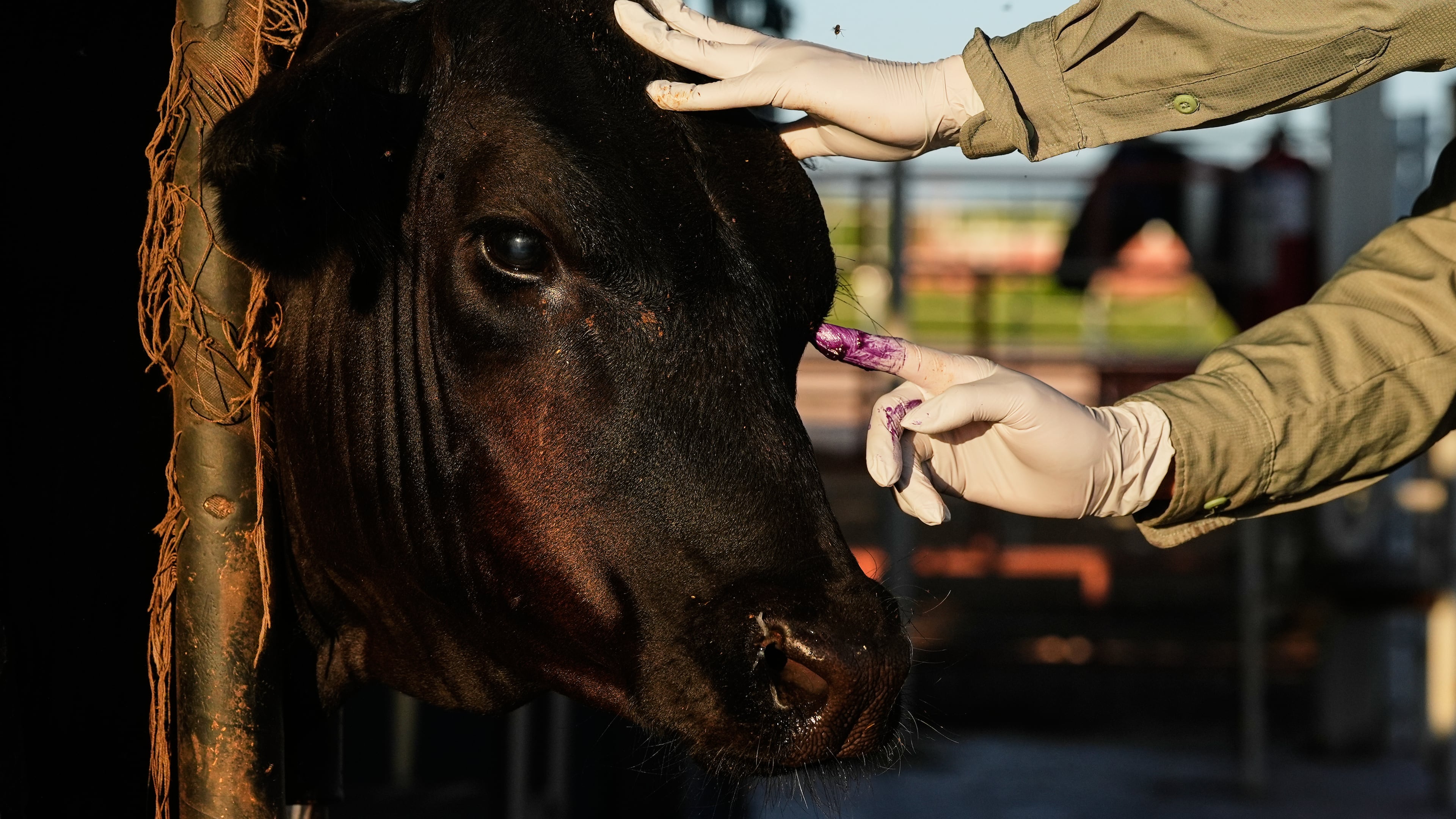 A veterinarian applies antibiotics to a calf's injured eye during an inspection for export to the United States at a regional cattle ranchers' association in Hermosillo, Mexico, on Tuesday, Aug. 18, 2026. (AP Photo/Fernando Llano)