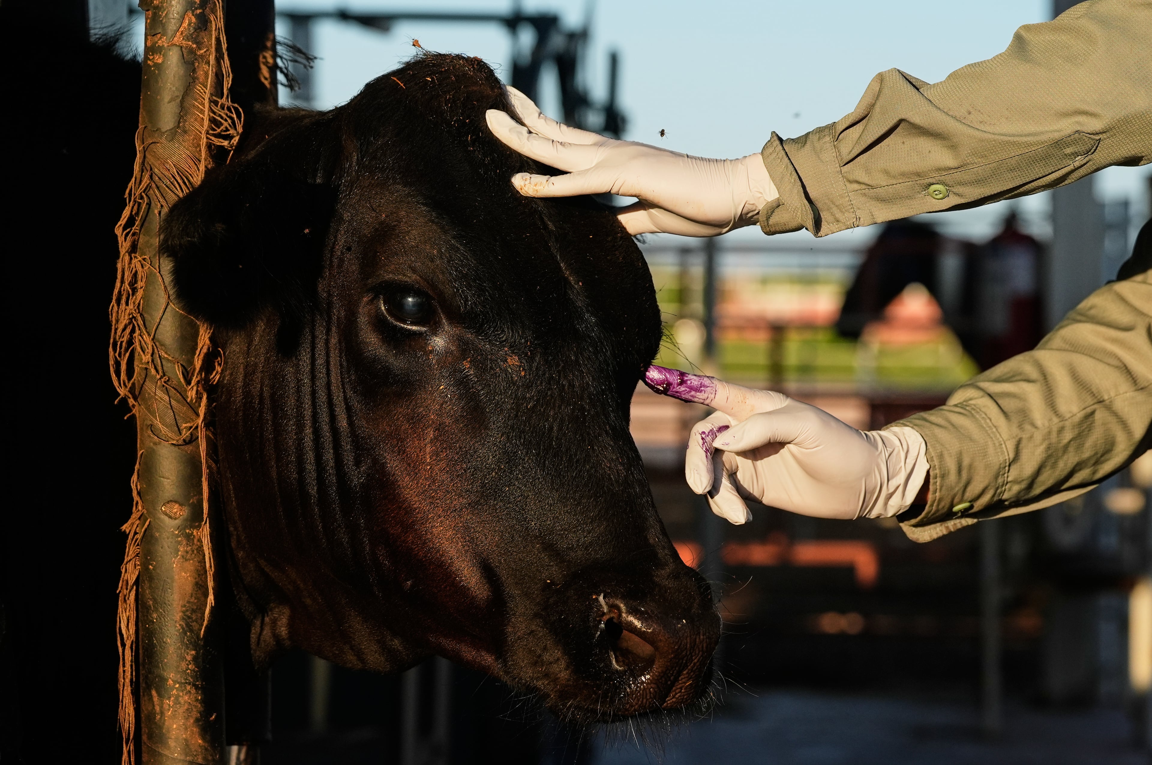 Mexico US Cattle Screwworm