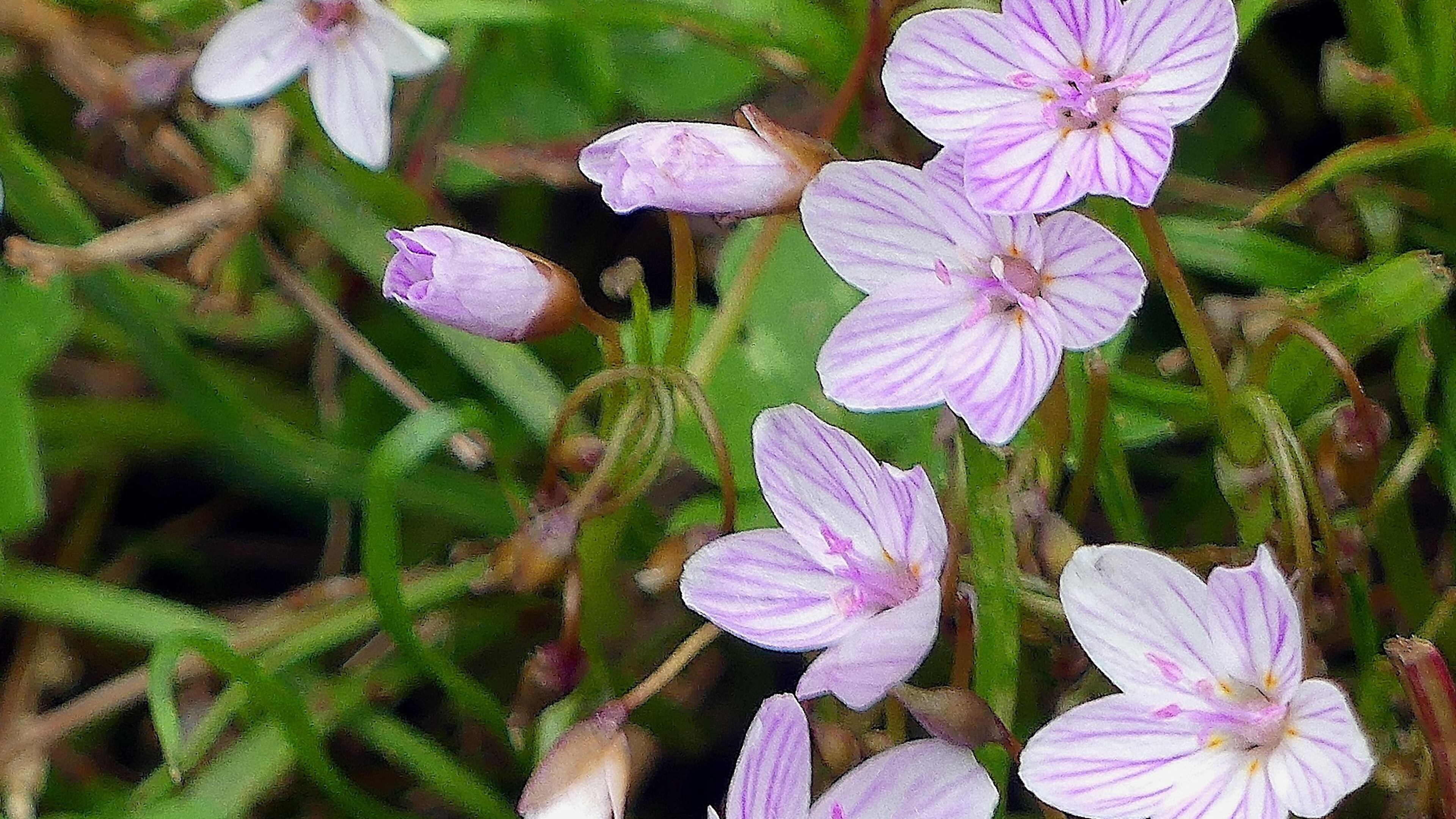 The spring beauty (Claytonia virginica) is one of the perennial wildflowers now blooming across Georgia. (Charles Seabrook for The Atlanta Journal-Constitution)