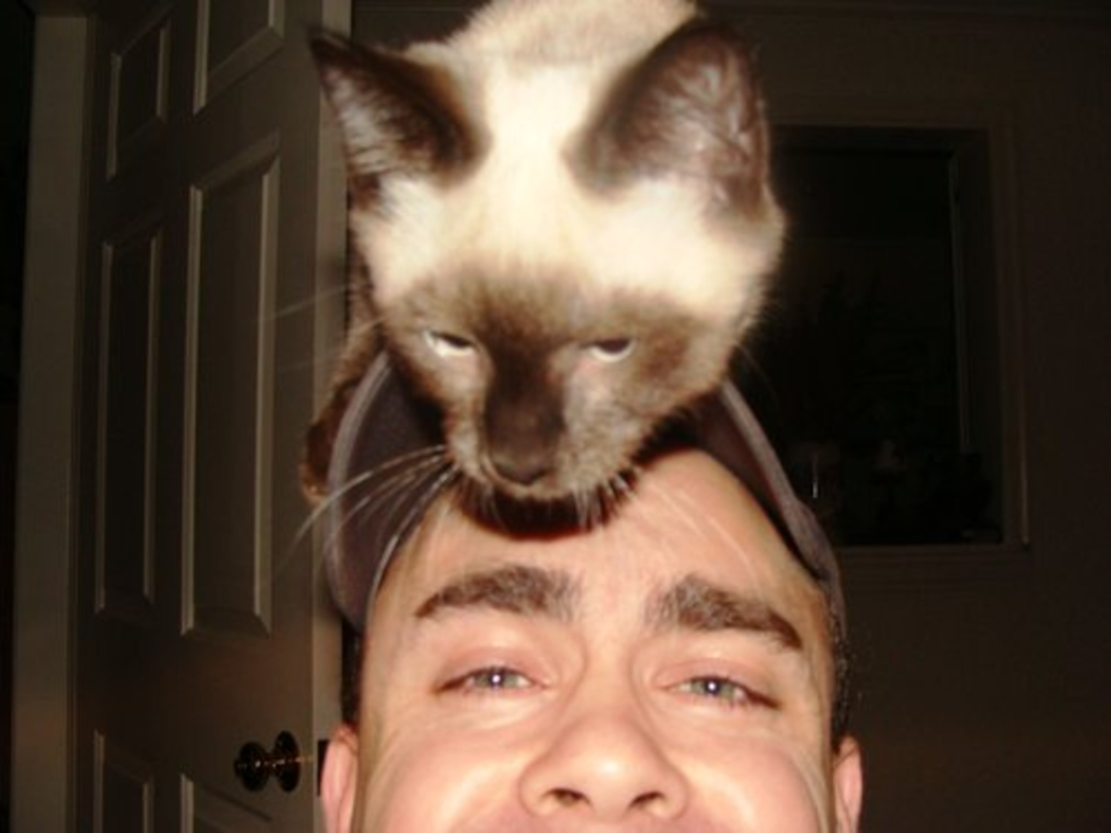 Cats and kittens like to hang out in high places. Mine is no exception.