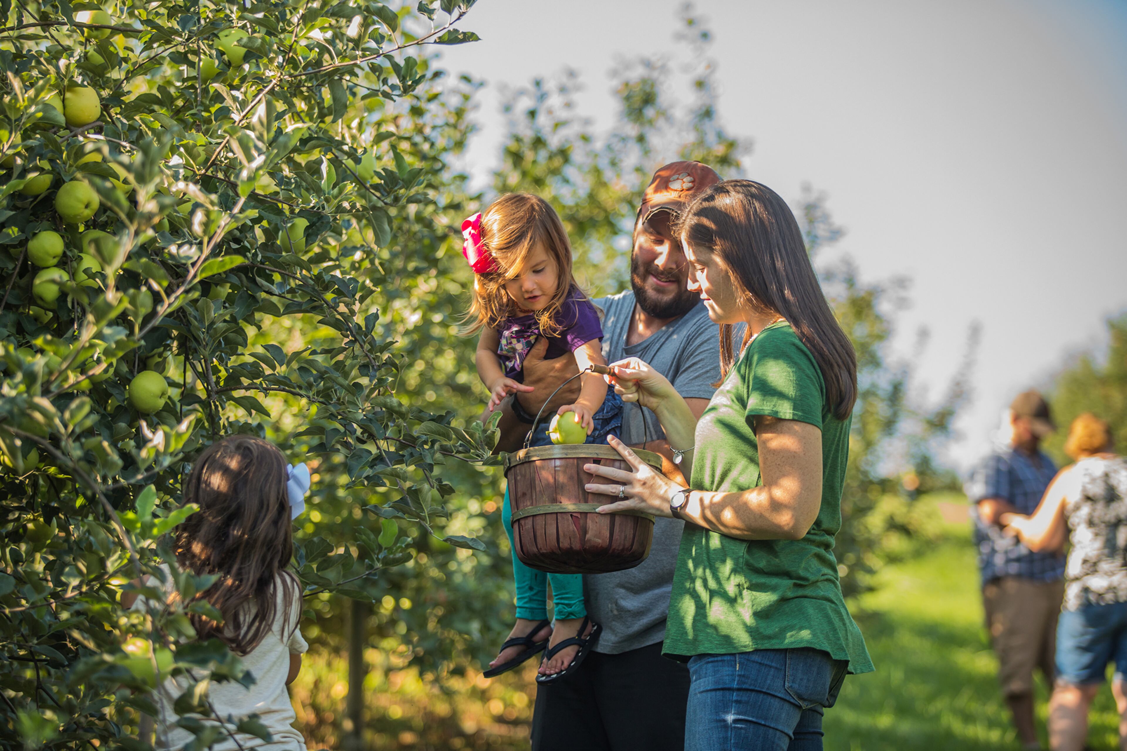 Apple picking at Sky Top Orchard.
(Courtesy of Sam Dean)