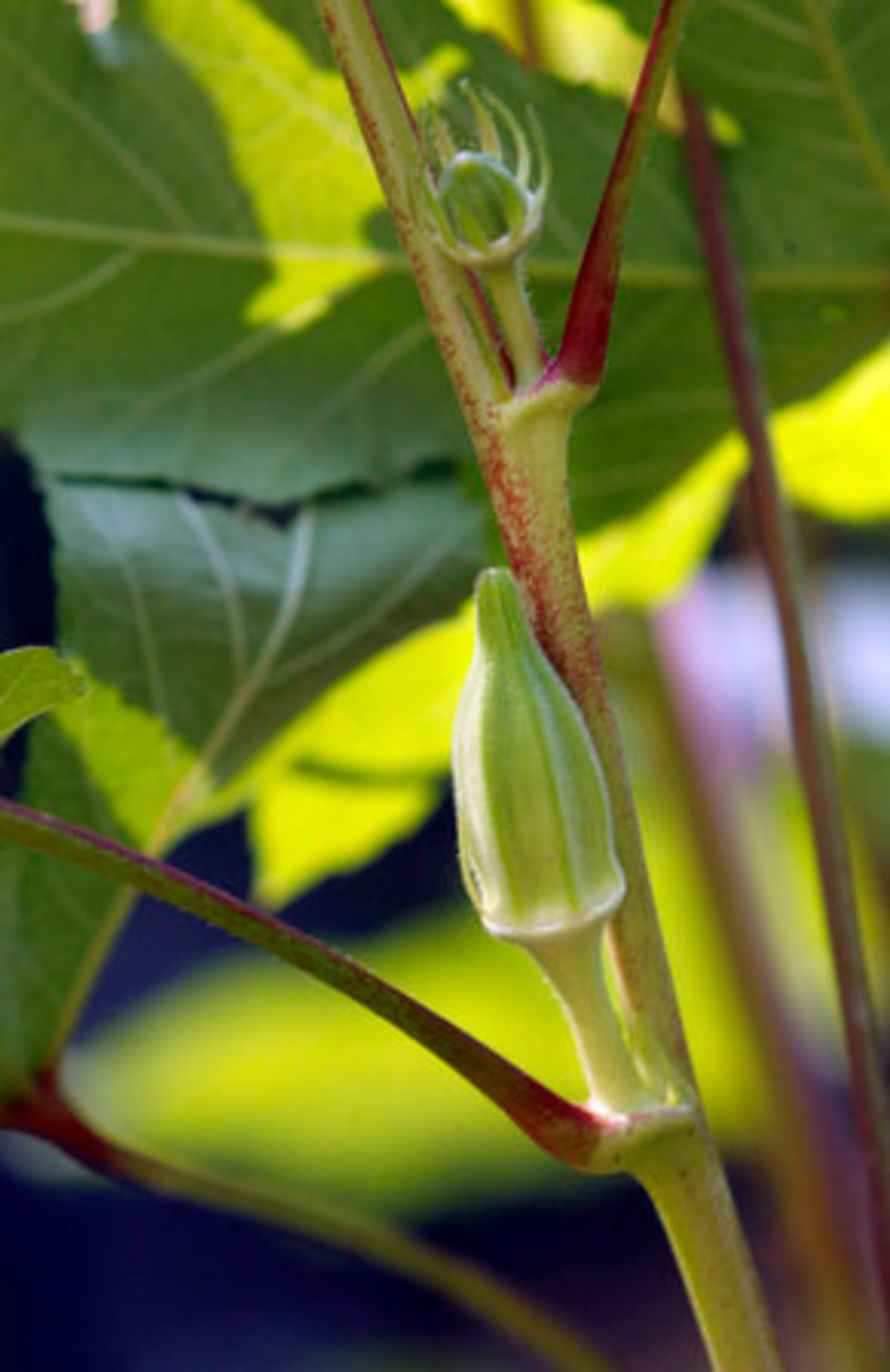 An almost ripe okra is shown in the Allin garden. The flourishing of the Allin's garden inspired their next-door neighbors to try growing vegetables as well.