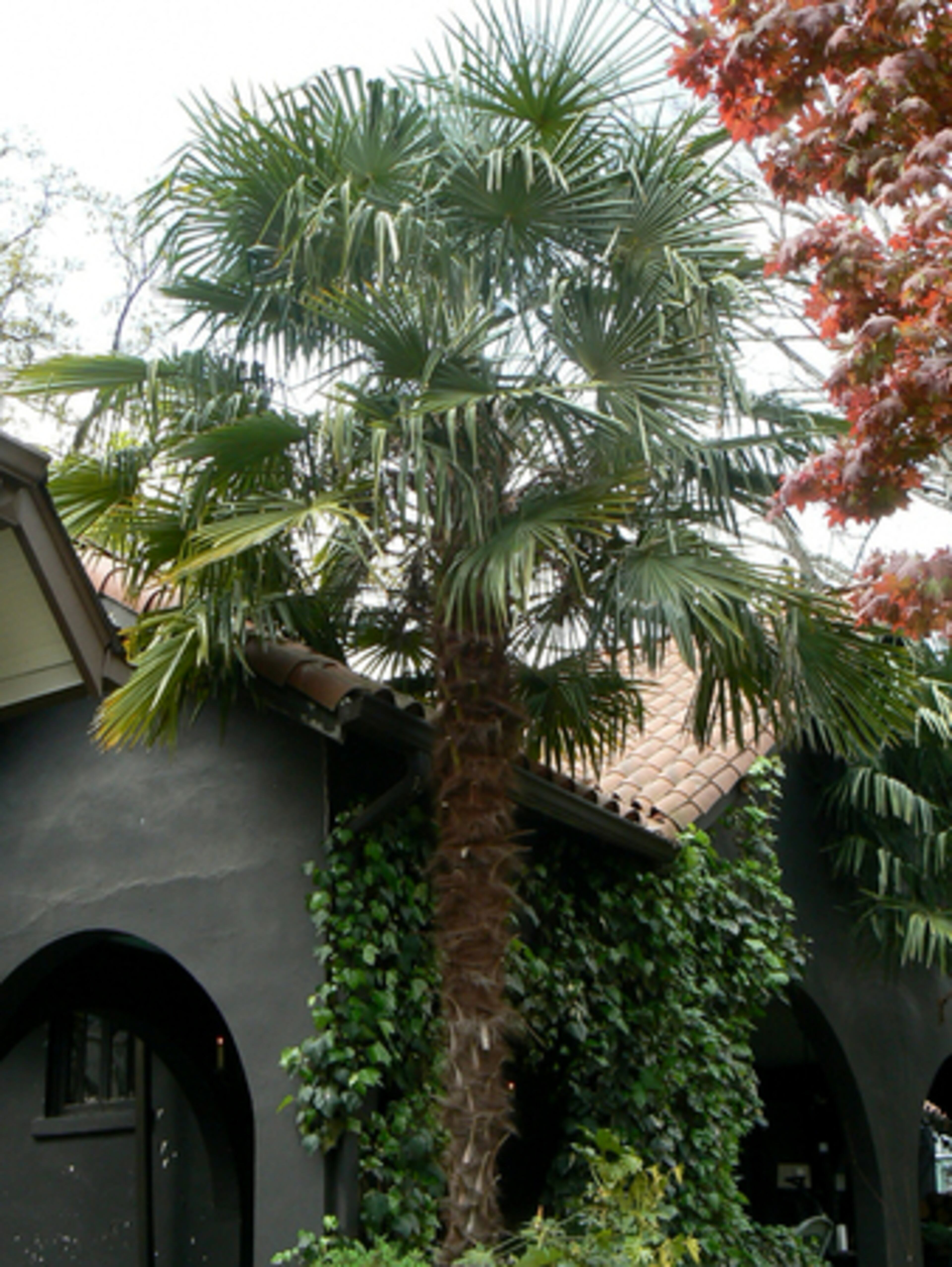 A windmill palm has a fiber-covered, single trunk and a crown of large, palmate leaves. It grows rather quickly in the Atlanta area and will eventually reach a height of about 20 feet (though it can grow taller).