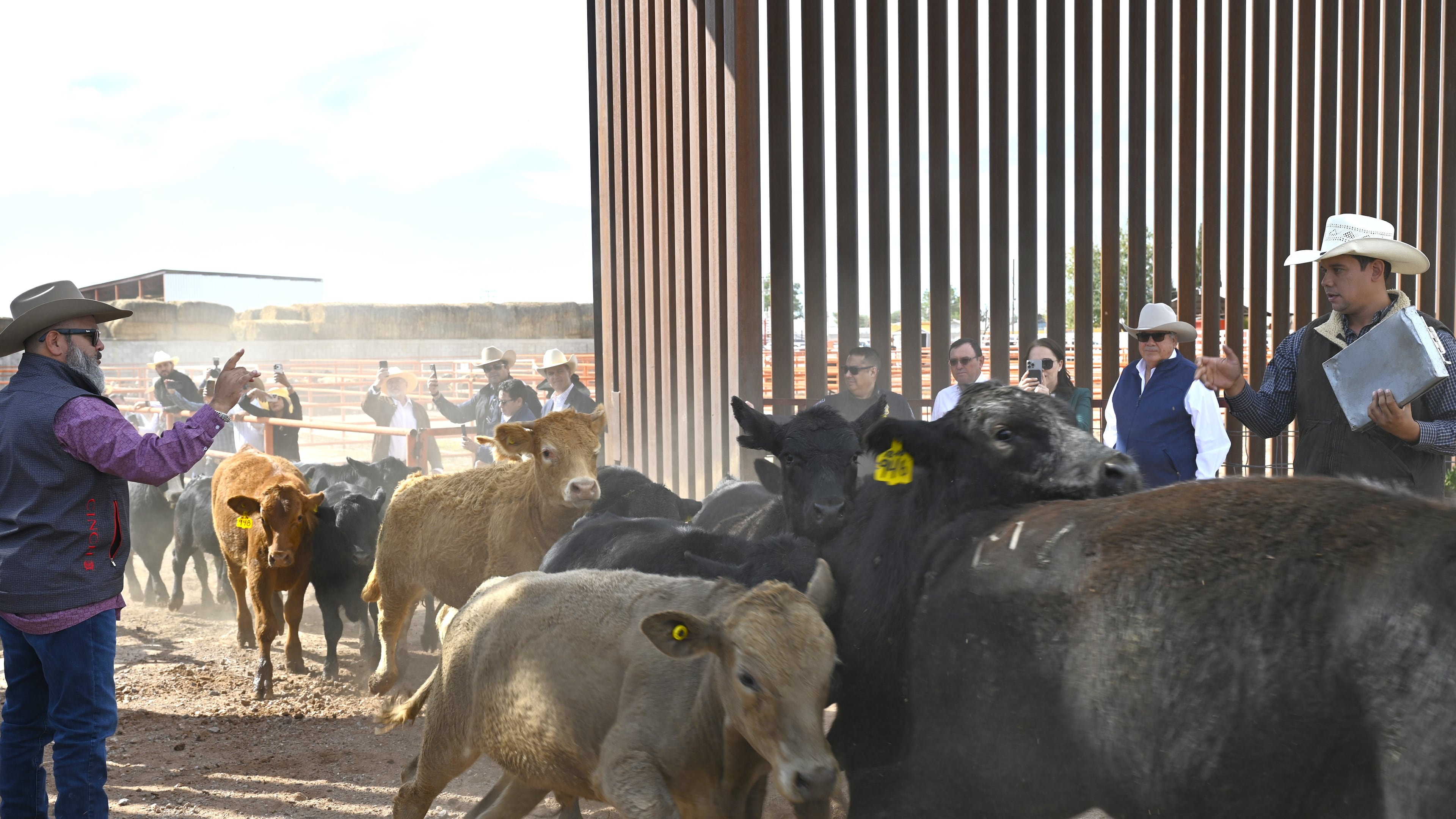 Cattle cross the U.S.-Mexico border at the Columbus Stockyards in Columbus, N.M., as the port of entry reopens to Mexican cattle imports on Monday, Oct. 26, 2026. (Algernon D'Ammassa/Albuquerque Journal via AP)