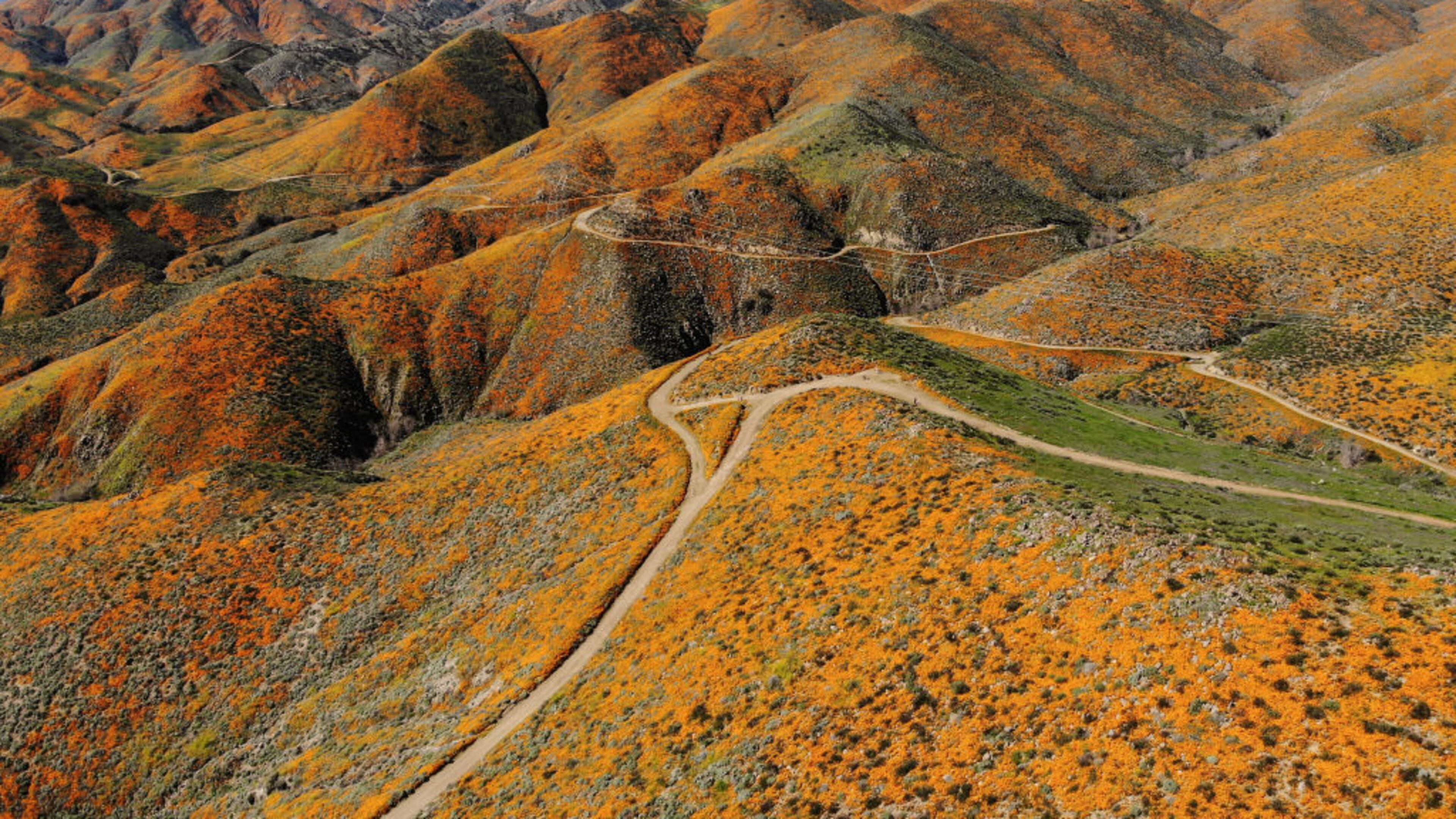 An aerial view of the superbloom of wild poppies blanketing the hills of Walker Canyon on March 12, 2019 near Lake Elsinore, California.