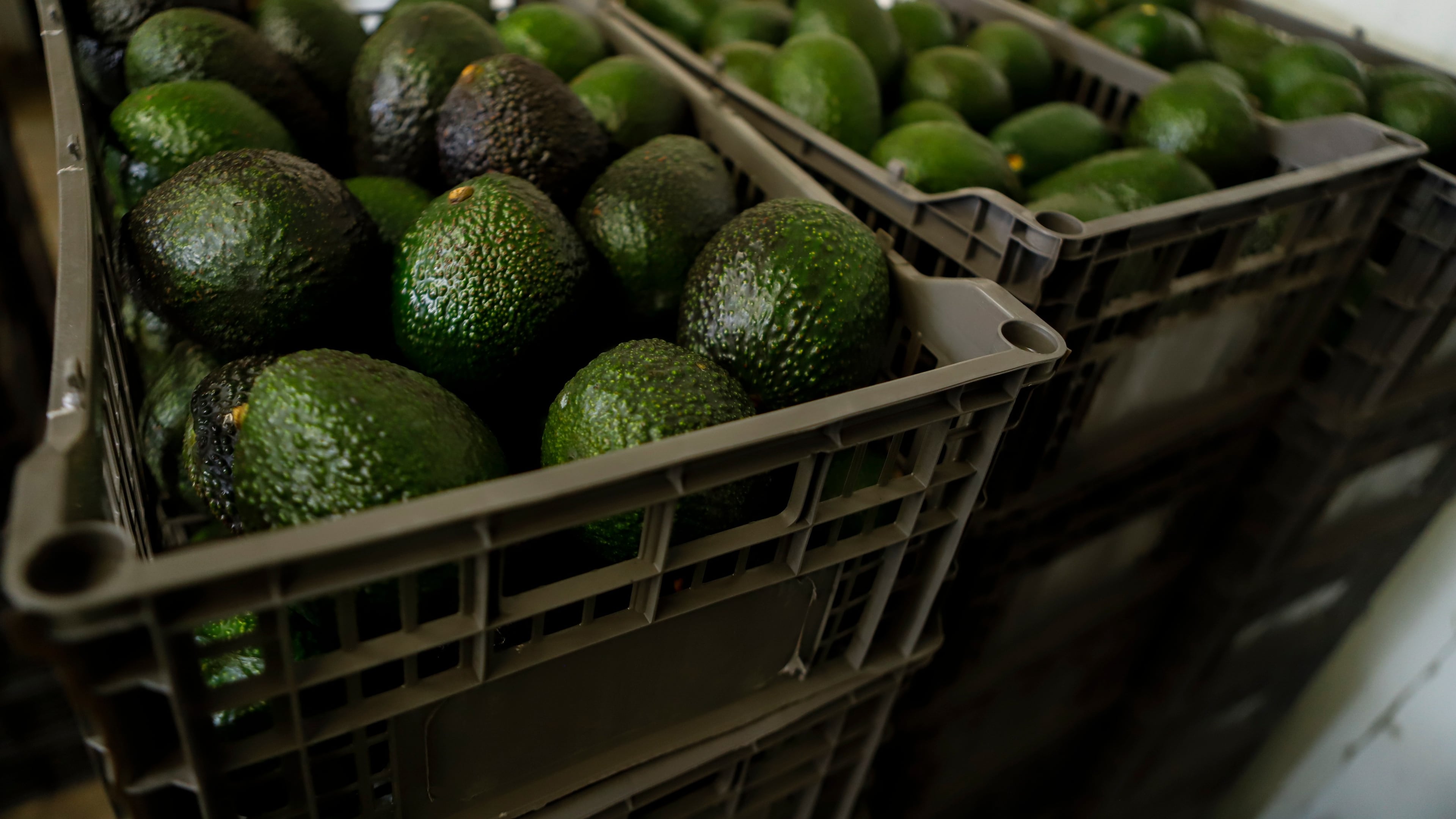 FILE - Crates of avocados wait to be processed at a packing plant in Uruapan, Mexico, Feb. 16, 2022. (AP Photo/Armando Solis, File)