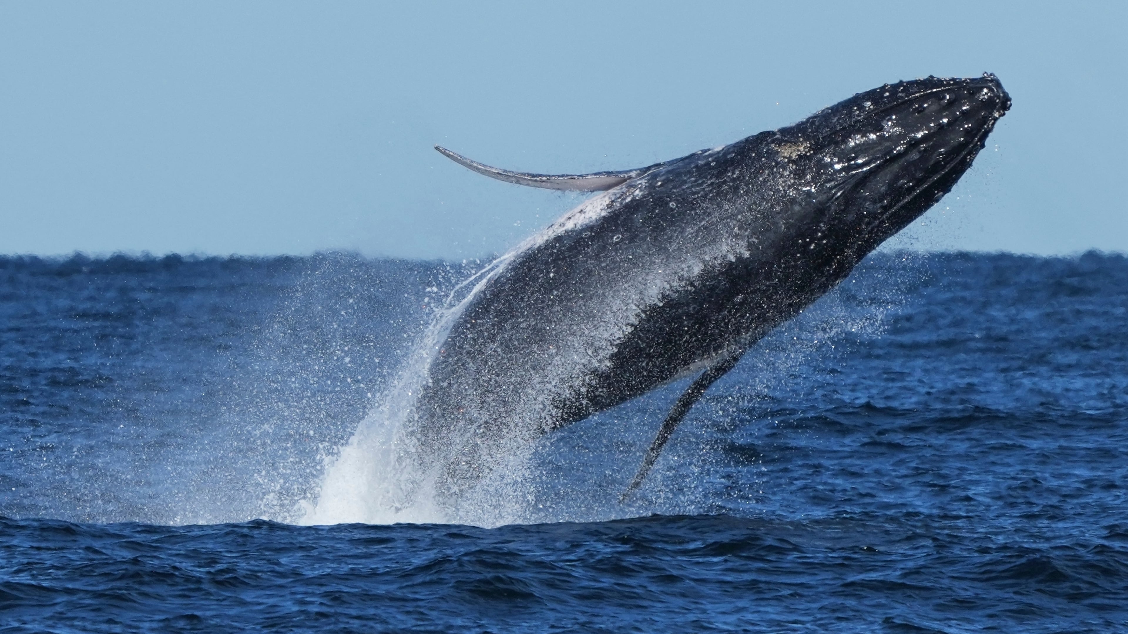 FILE - A humpback whale breaches off the coast of Port Stephens north of Sydney, Australia, June 18, 2025. (AP Photo/Mark Baker, File)
