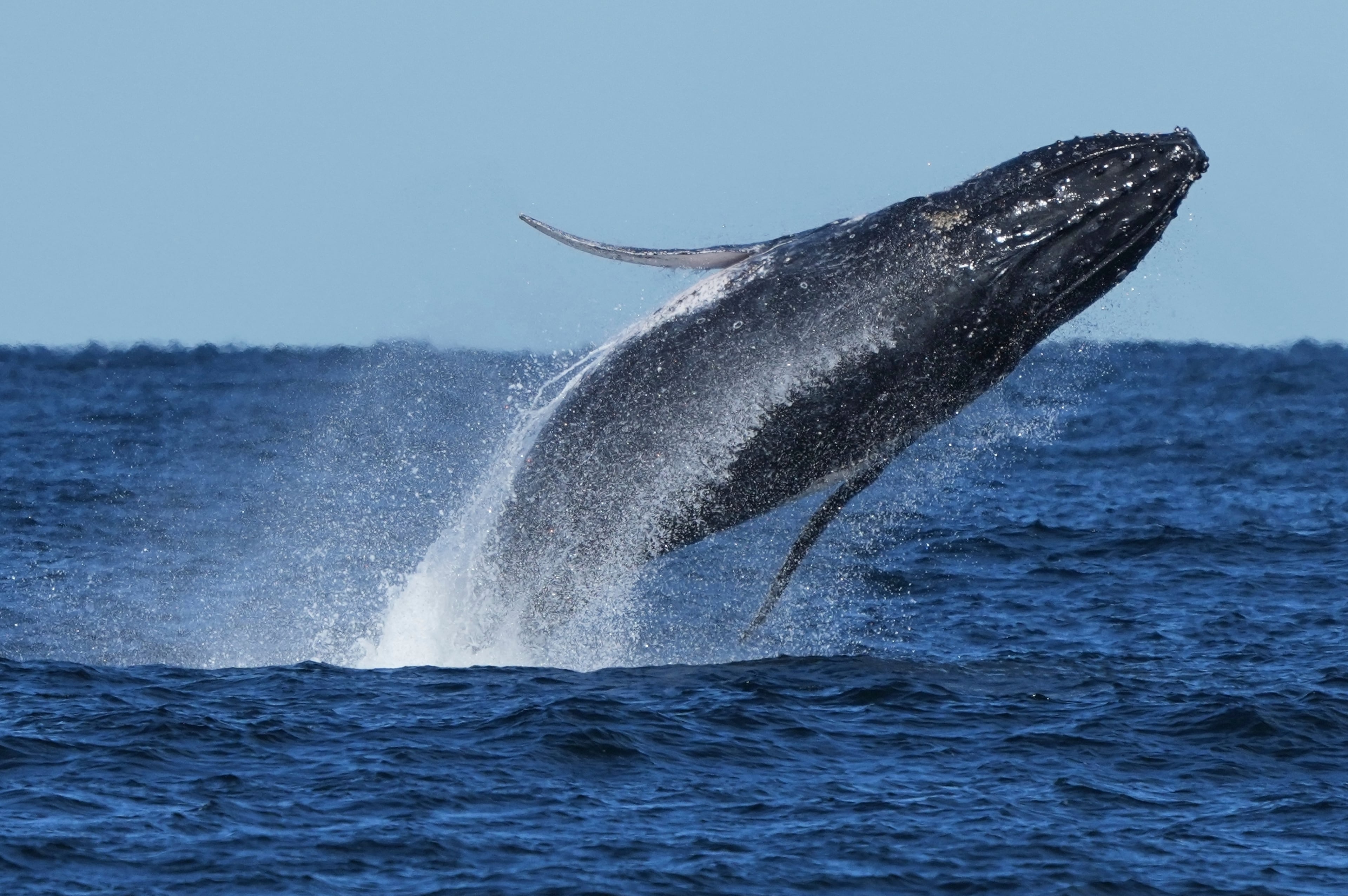South Africa Whale Supergroups