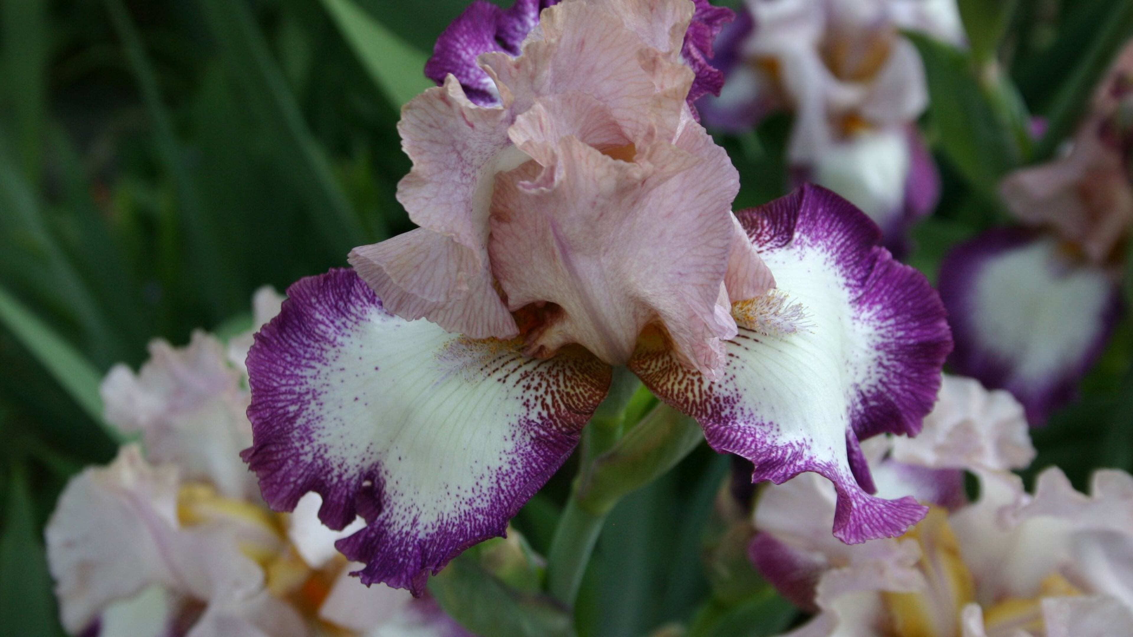 Irises flower best when the bed is dug and the plants divided every few years. WALTER REEVES