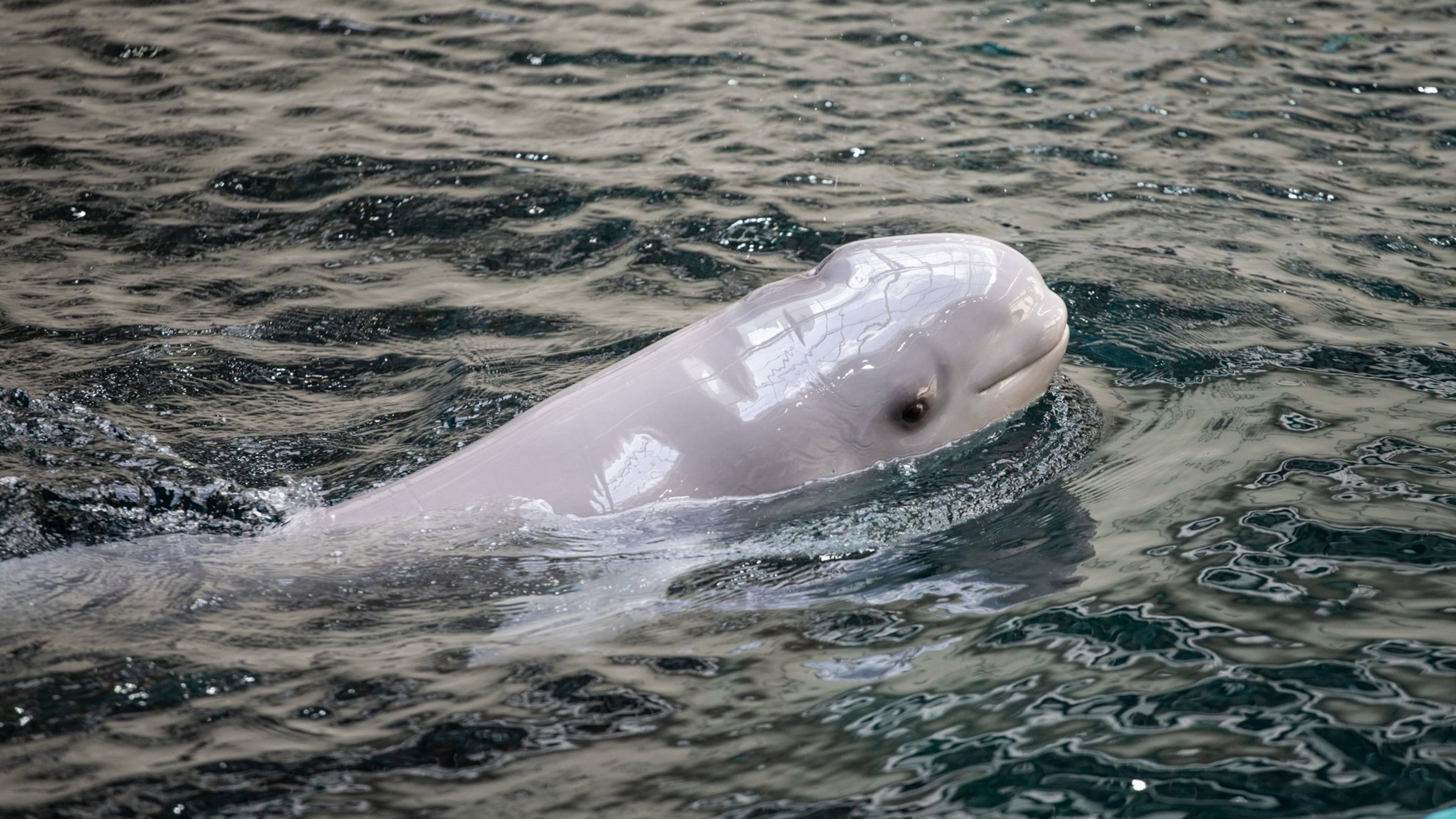 Whisper, a 20-year-old beluga whale, gave birth to this 174-pound calf on May 17, 2020. Contributed