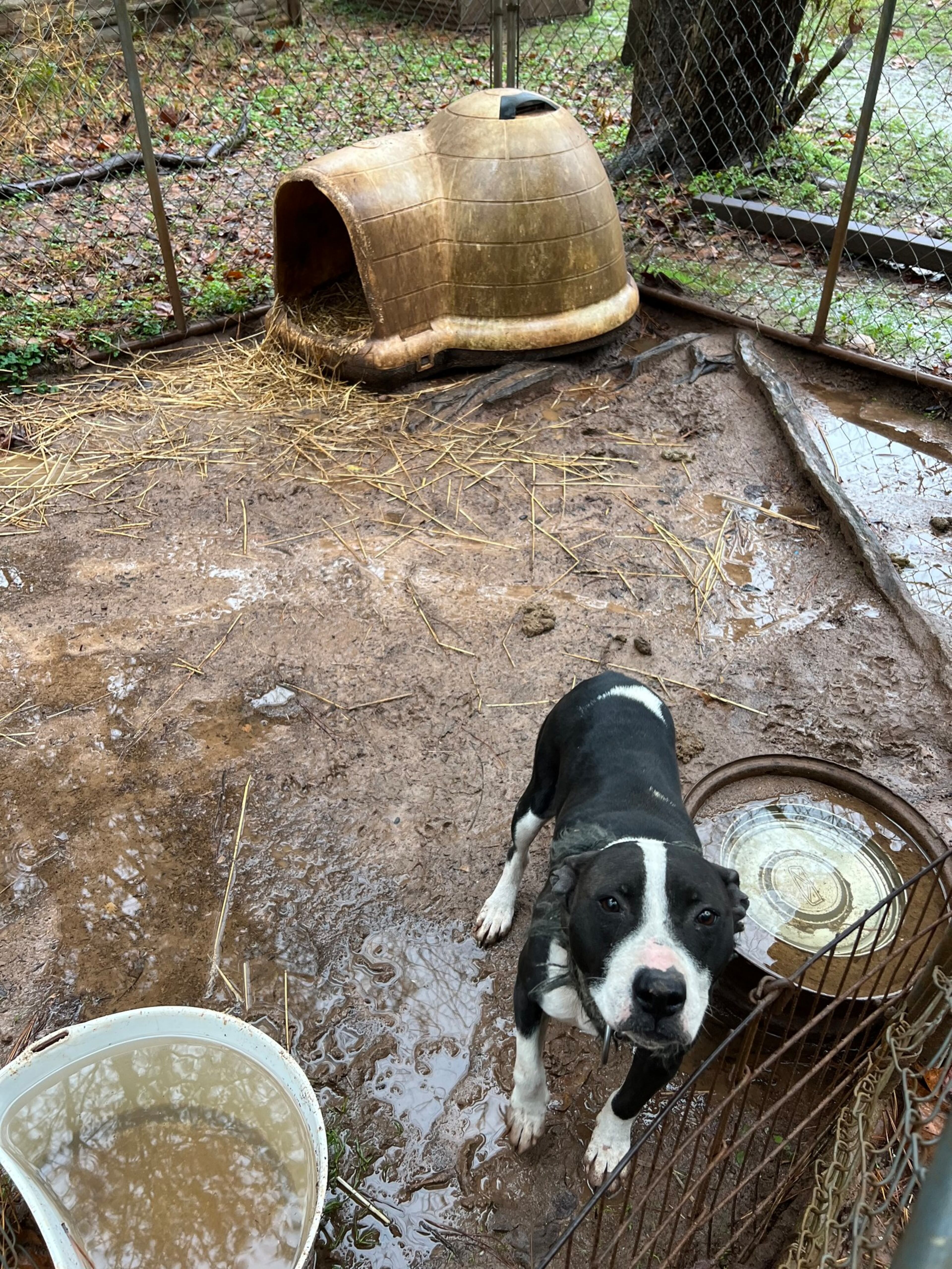 Cookie was thought to be about 2 to 3 years old. The veterinarian noticed the underside of her neck was rubbed raw.