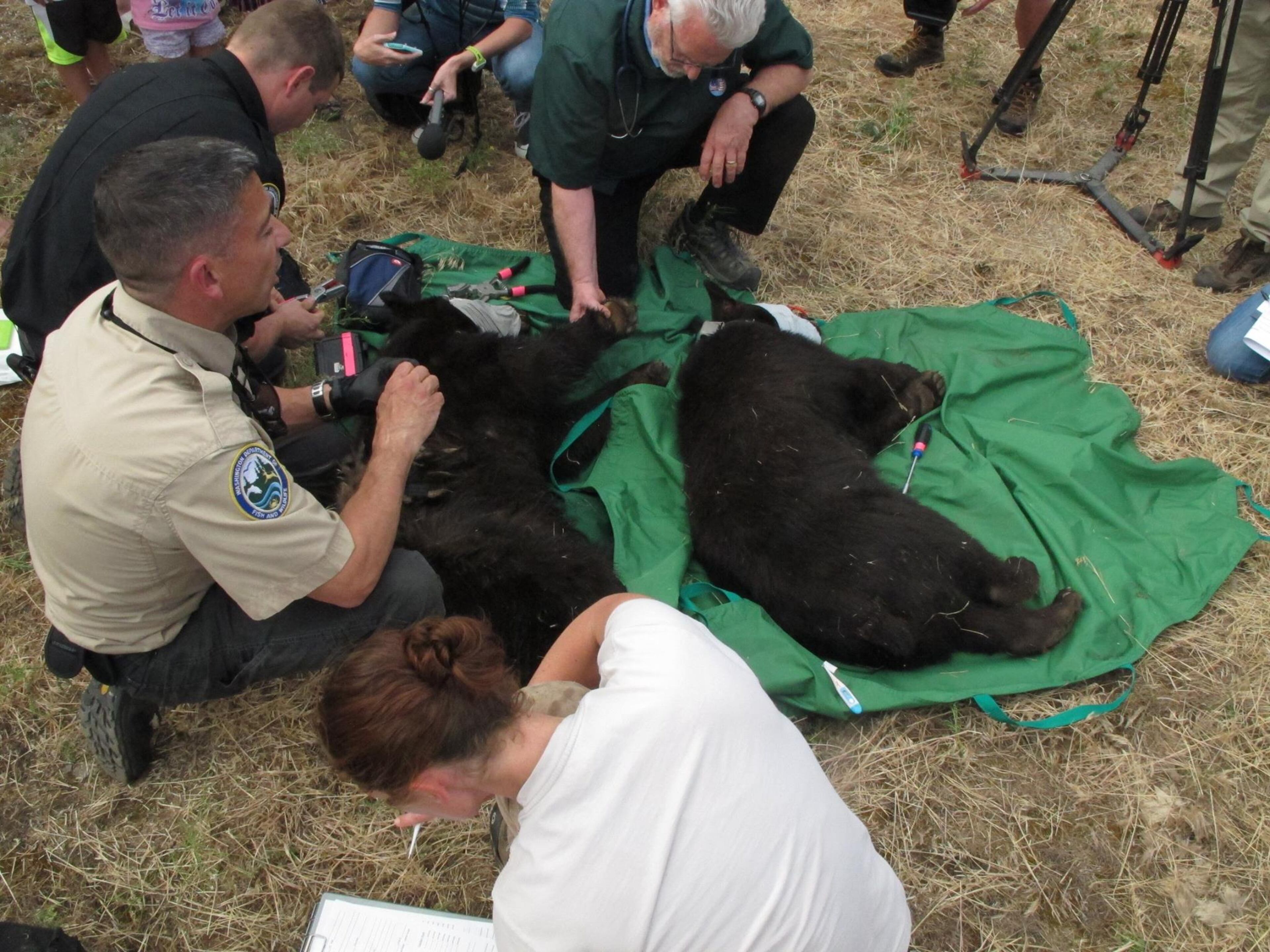 Cinder was released back into the wild on Wednesday, June 3. Photo from the rehabilitation center -- Idaho Black Bear Rehab IBBR -- that helped Cinder recover after suffering burns in a Washington fire. Read Cinder's story.