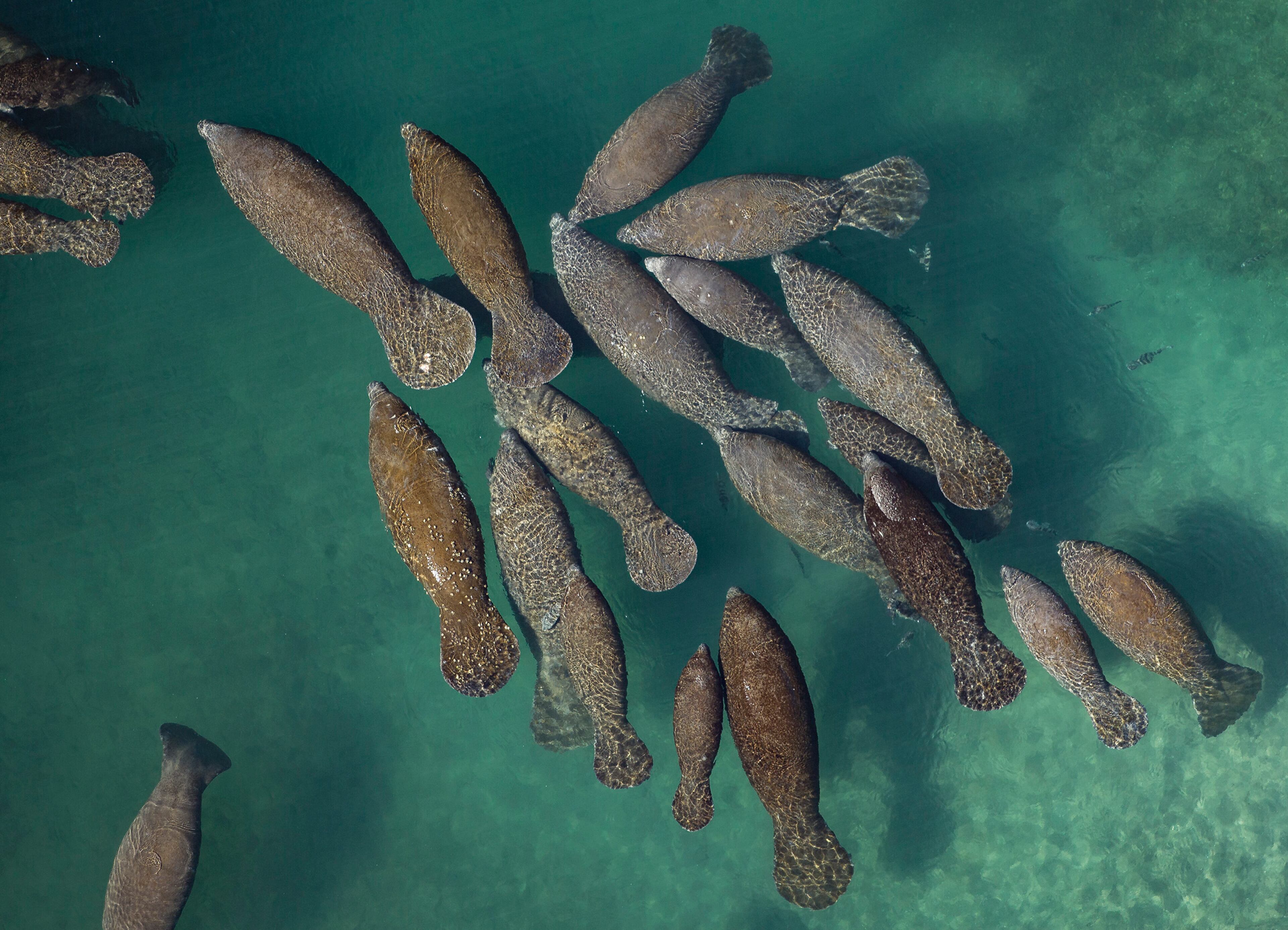 Manatees swim in the warm waters of the Manatee Lagoon, an FPL Eco Discover Center in West Palm Beach, January 31, 2017, after temperatures dropped overnight. (Greg Lovett / The Palm Beach Post)