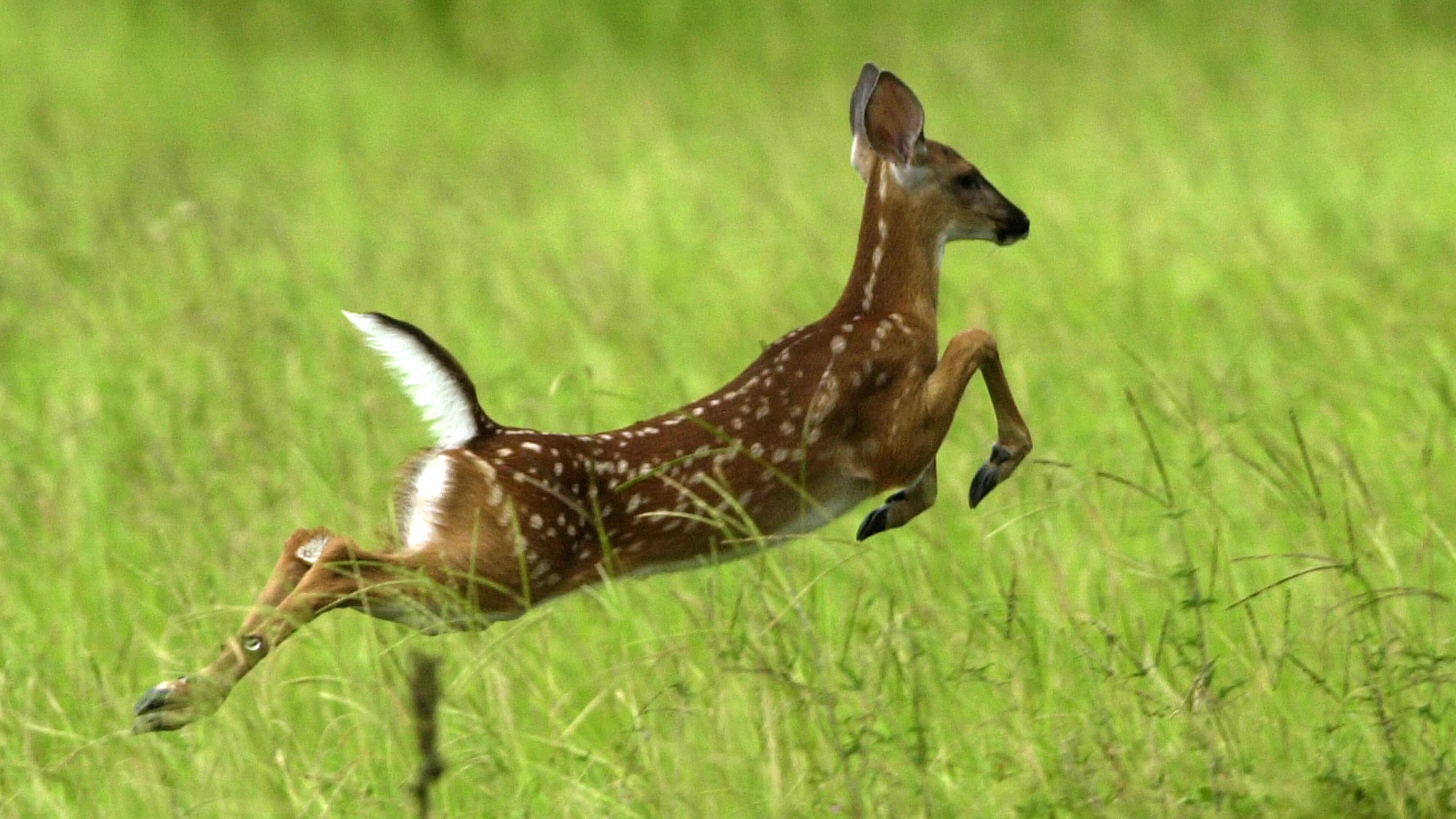 A young American white tailed deer leaps above the tall grass in South End Field on Ossabaw Island. CURTIS COMPTON / ccompton@ajc.com