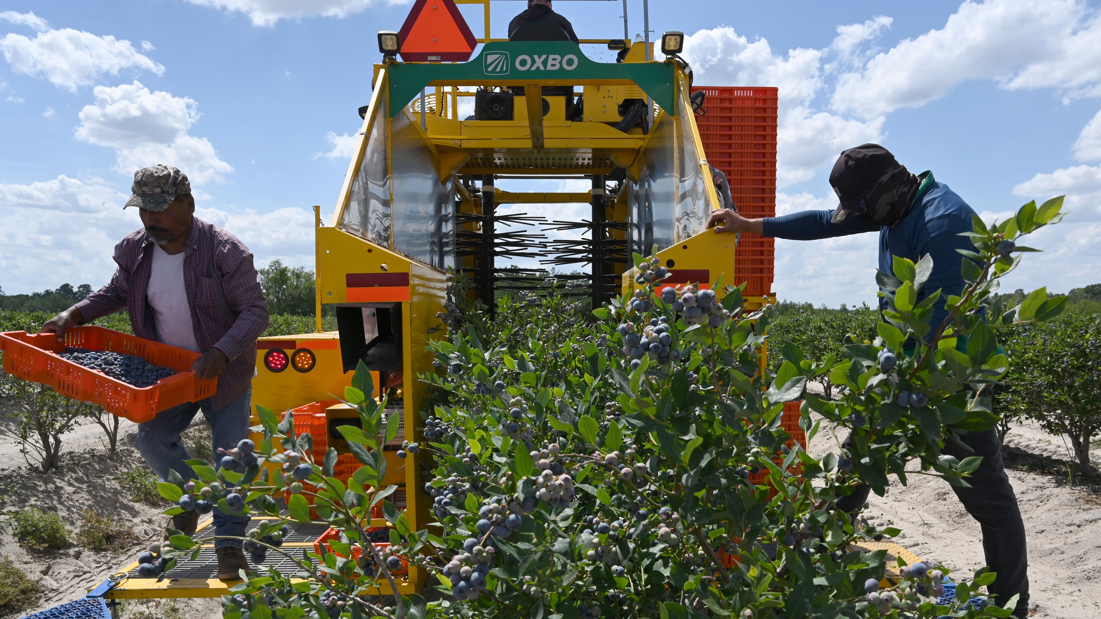 Farmworkers harvest blueberries at Wrigley’s Fields on Tuesday, May 5, 2026, in Bristol, Georgia. Naturipe Farms is a major player in the berry category, growing and marketing blueberries, strawberries, raspberries and blackberries. The company is uniquely structured as a grower-owned organization, with four ownership partners — each a collective of growers — including MBG. (Hyosub Shin/AJC)